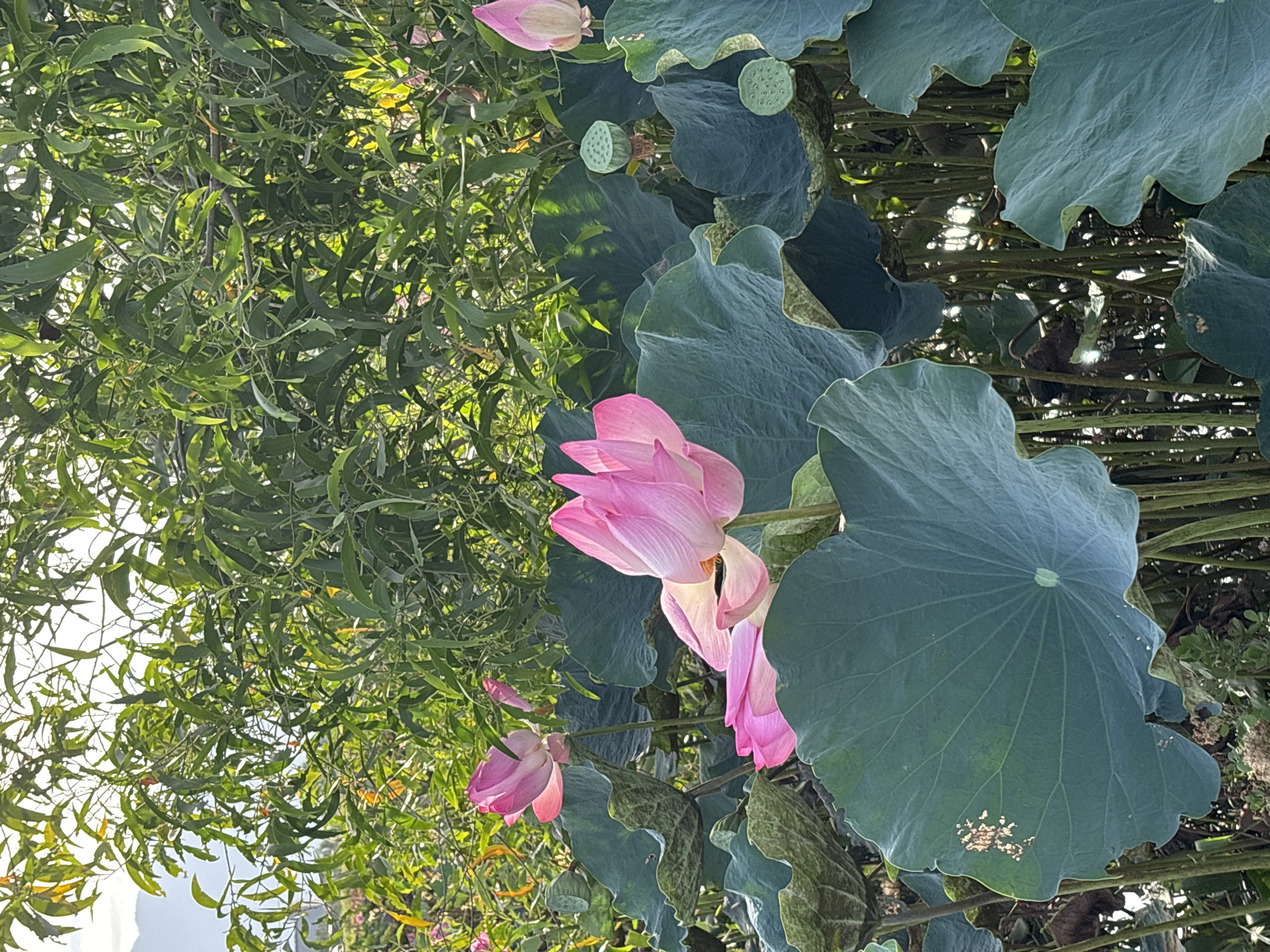 The image depicts a close-up view of a lotus pond in Ham Thuan, Vietnam. Several pink lotus flowers are in bloom, with their petals unfurled. Large, dark green lotus leaves form a dense canopy, with some showing signs of wear. In the background, lush green foliage creates a natural backdrop, with sunlight filtering through the leaves. A few seed pods are visible among the leaves, indicating the growth cycle of the lotus plants. The overall scene conveys a sense of natural tranquility and the beauty of a flourishing aquatic garden.