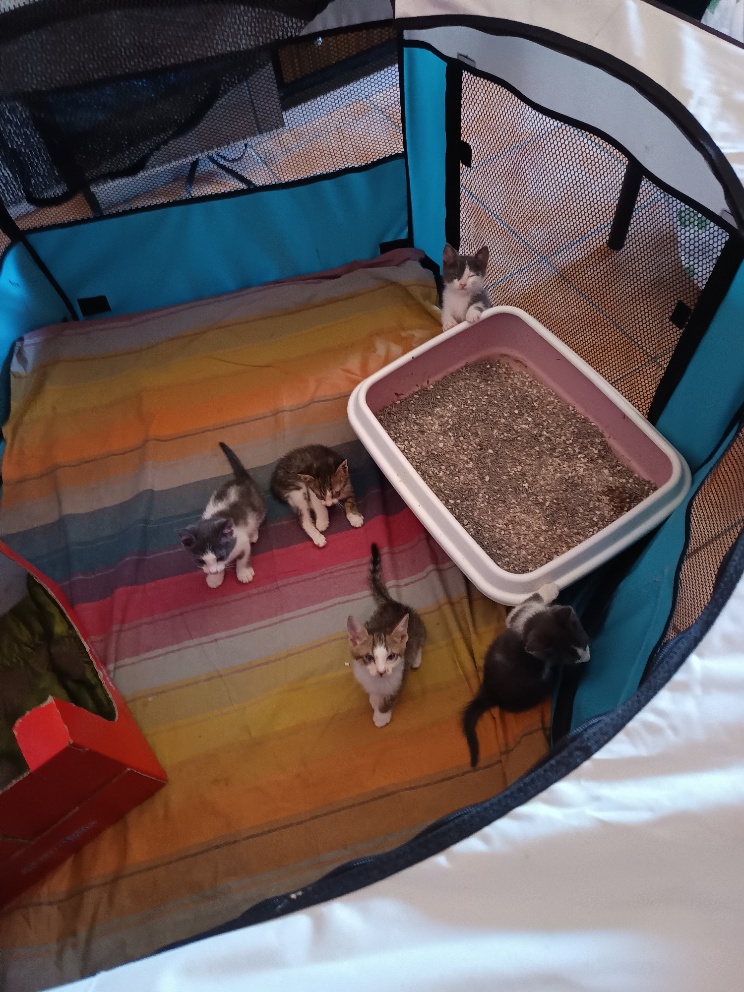 The image depicts a group of six kittens inside a portable playpen, likely a pet enclosure. The playpen has blue mesh sides and a black top. Inside, a striped blanket covers the floor in shades of orange, yellow, pink, and blue. A white litter box filled with granular litter is positioned in the upper right quadrant of the playpen.
Five kittens are clearly visible. One kitten, predominantly black with white markings on its chest and face, is positioned near the litter box, facing away from the camera. Another kitten, with grey and white markings, stands near the litter box, looking down. A third kitten, a tabby with brown and white markings, is seated in the middle of the playpen. A fourth kitten, mostly grey with white paws and face, is standing in the lower left of the image, looking forward. A fifth kitten, with brown and white tabby markings, is in the lower right of the image, looking towards the camera. A sixth kitten, with grey and white markings, is partially visible in the upper right corner, peering over the edge of the litter box.
To the left of the playpen, a red cardboard box is visible. The background suggests an indoor environment, possibly a home, with white fabric material visible outside the playpen.
There is no information in the image that would allow for the determination of its location in the city of Roseto degli Abruzzi, Italy.