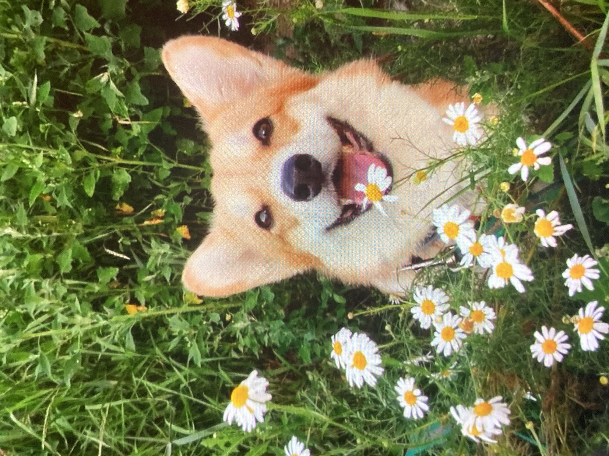 The image shows an orangey-tan corgi dog with its mouth open and tongue out, holding a small white daisy in its mouth, while sitting amongst a patch of daisies and green foliage. The corgi's ears are perked up, and it is looking directly at the camera. The scene appears to be outdoors in a grassy area, possibly a park or a garden, with the dog appearing to be in the city of Ustyvytsia, Ukraine. The lighting suggests it is daytime, with soft natural light illuminating the scene. The image is a close-up shot, focusing on the corgi's face and the surrounding flowers.
