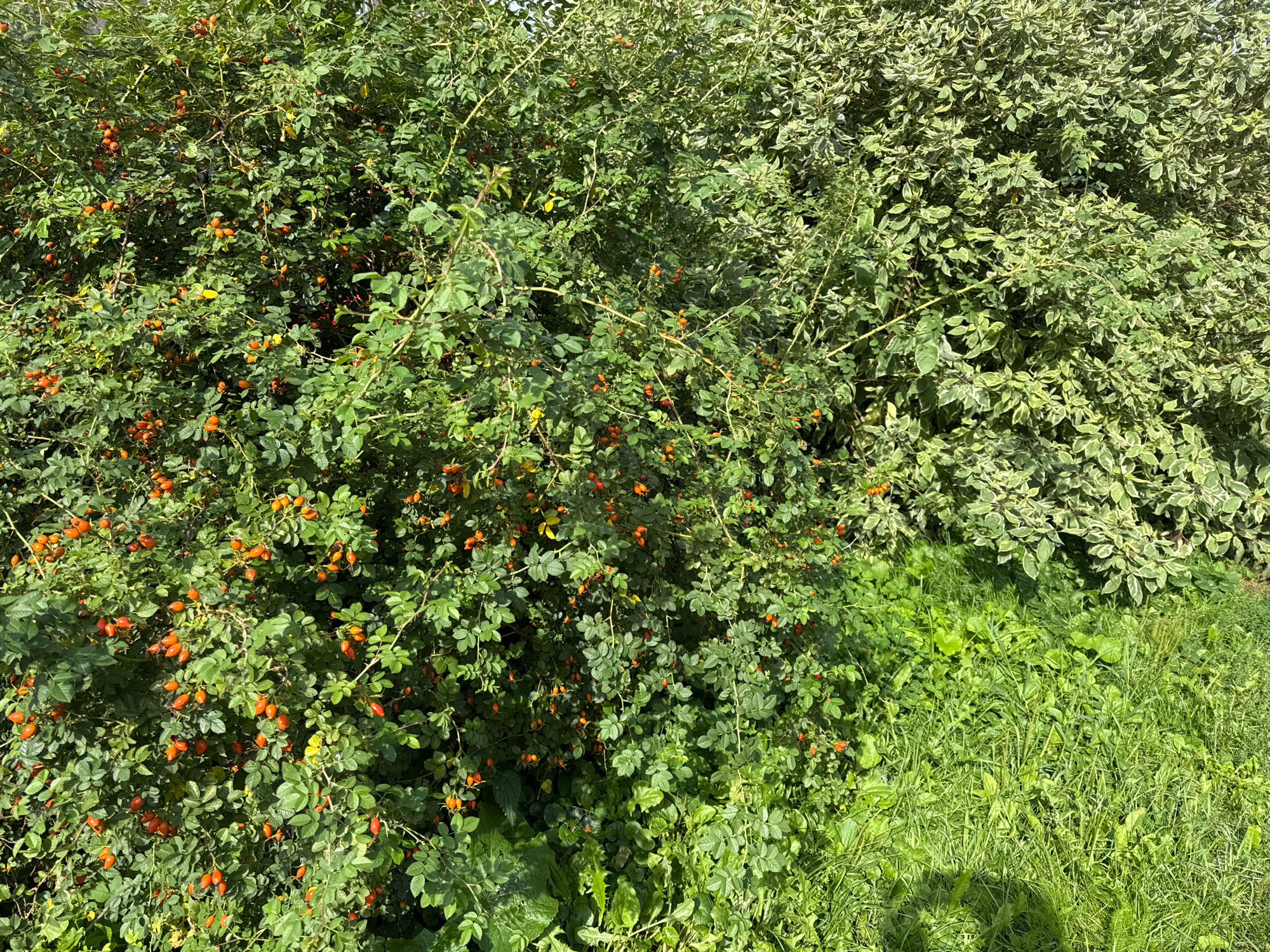 The image shows a dense thicket of green foliage with numerous small, round, orange-red fruits on the left side. The fruits appear to be rose hips. To the right of this, the foliage is lighter green with white variegation. The ground in the foreground is covered in green grass and some broader leaves. Sunlight is casting shadows across the scene. There are no people or animals visible. The scene appears to be an outdoor natural or semi-natural environment. Given the lack of distinctive landmarks, it is impossible to pinpoint the exact location within the city of Kaliningrad, Russia.