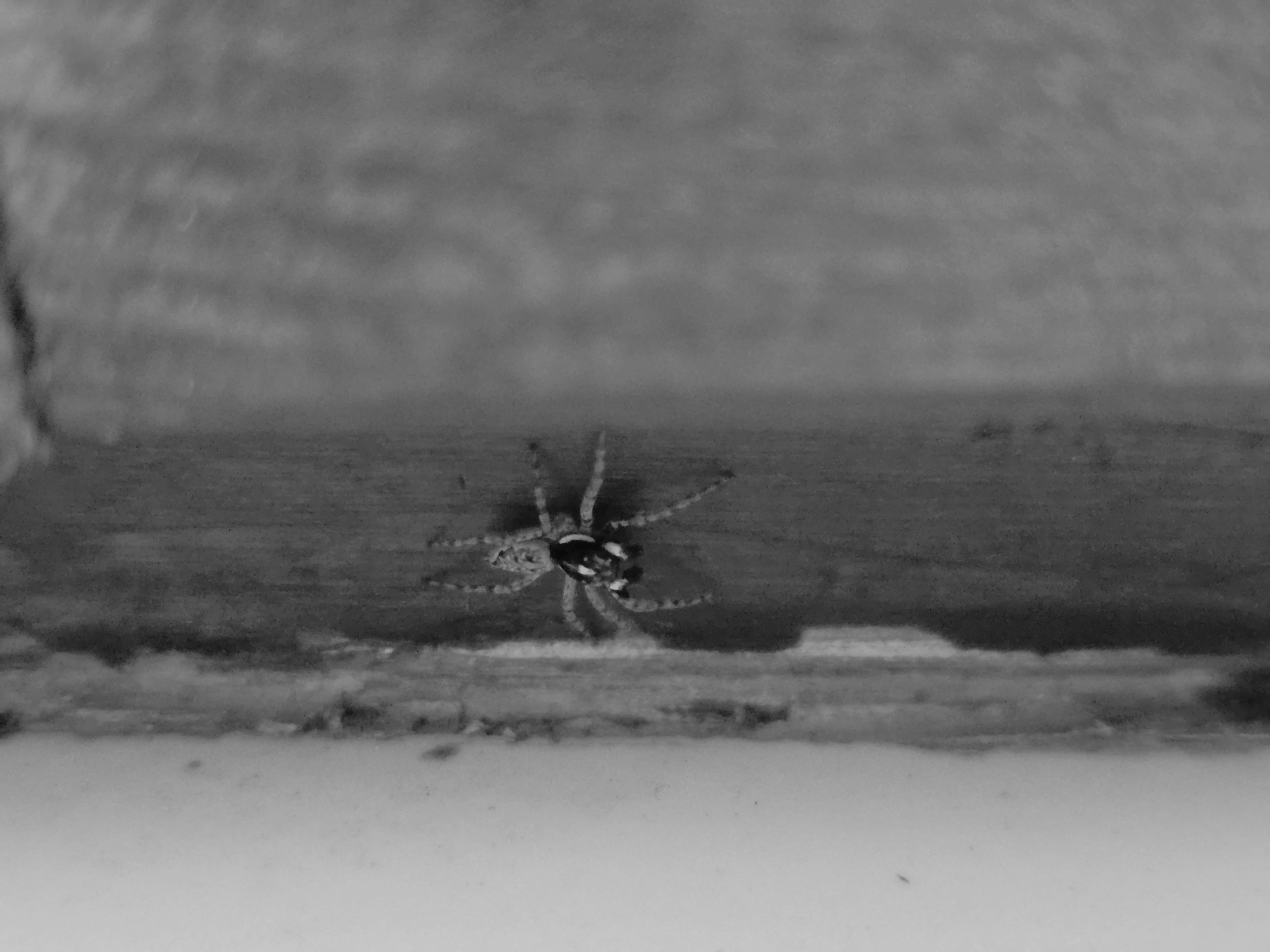 A black and white photograph shows a spider on a horizontal surface. The surface appears to be wooden, with a lighter-colored edge below. The background is blurred. It is not possible to definitively say that this photo was taken in the city of Varna, Bulgaria, as there are no geographical markers in the picture.