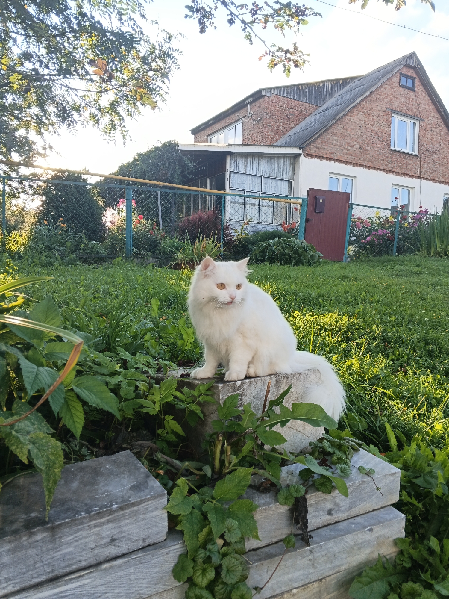 A fluffy white cat with orange eyes sits on a concrete block in a grassy yard. The cat is facing left, with its tongue slightly sticking out. Behind the cat is a brick house with a white section on the lower floor and a dark, sloped roof. A green fence with a yellow top rail runs across the middle ground, separating the yard from the area with the house. Various green plants and some colorful flowers are visible in the yard. Sunlight is filtering through trees in the upper left portion of the image, casting a warm glow on the scene. The location is identified as Medvedyovka, Russia.
