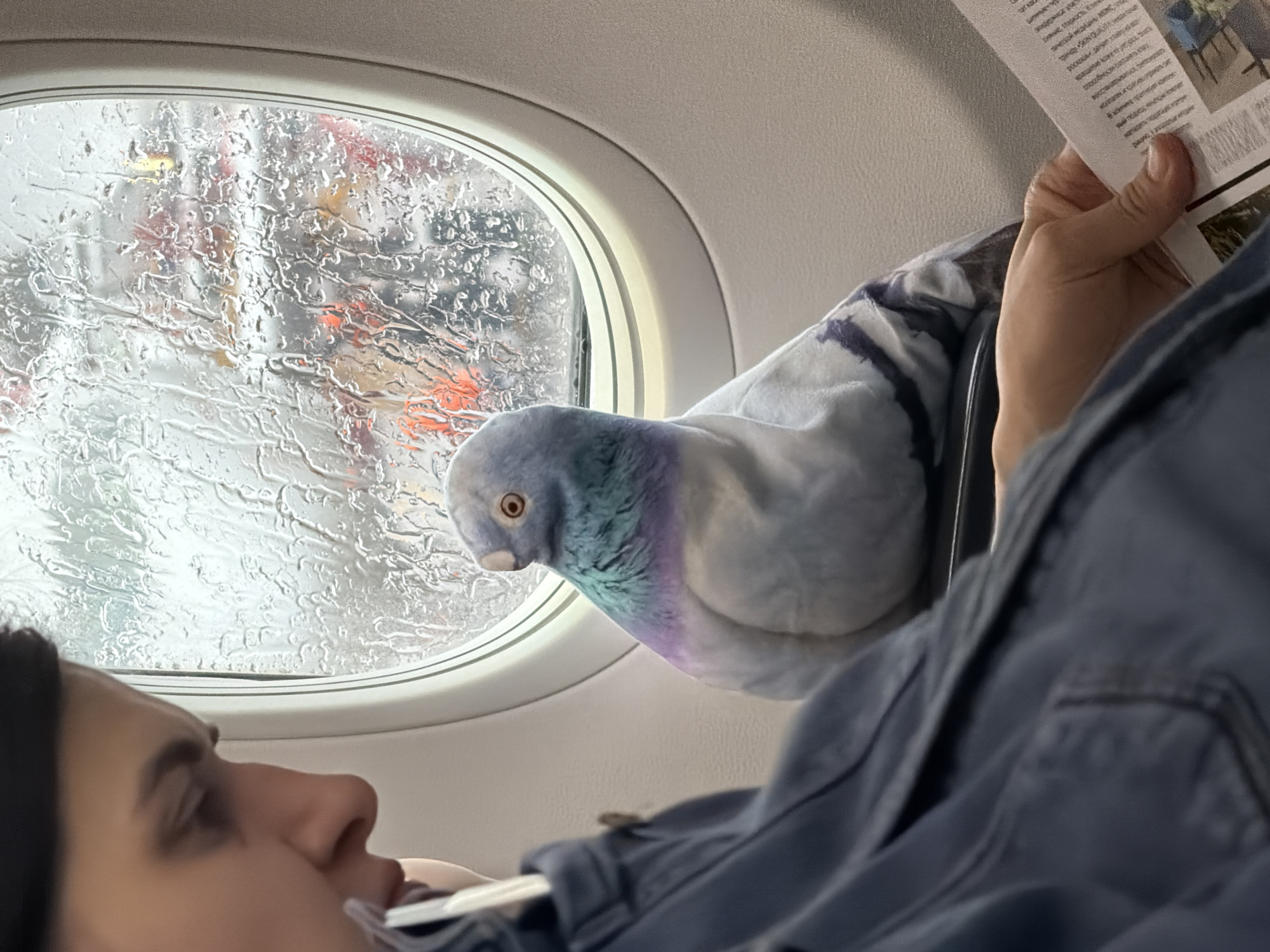 A passenger on an airplane is looking at a pigeon perched on the window. The window is covered in raindrops, obscuring the view outside, where indistinct orange and white objects are visible. The passenger is holding a newspaper in their right hand. The man’s face is visible, with his mouth slightly open. A straw is visible near his mouth. The scene is occurring on an airplane, but the city of Khimki, Russia, is not discernible in the image.