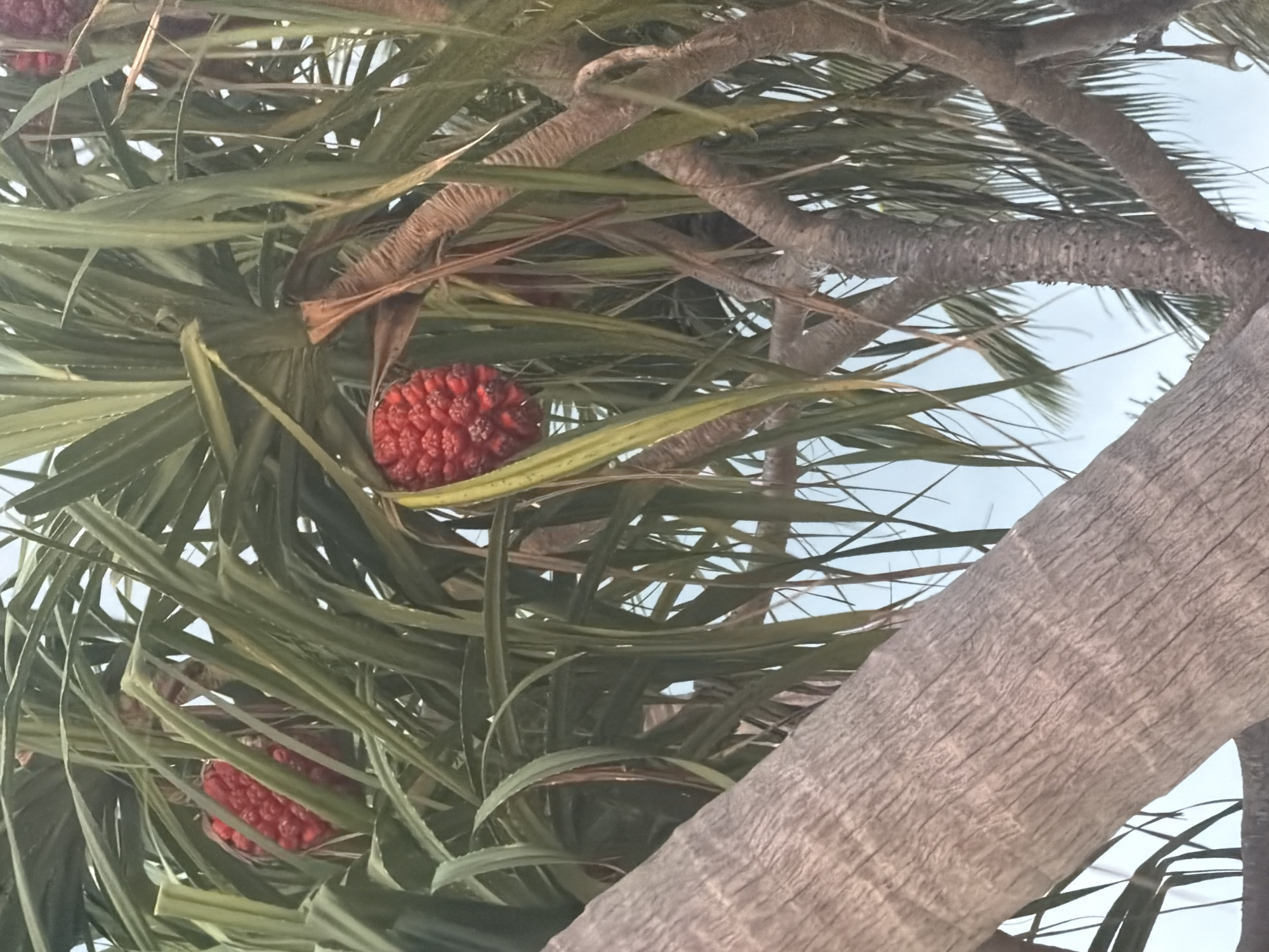 In Baan Tai, Thailand, a close-up, low-angle shot captures a cluster of red pandanus fruit hanging from a tree. The fruit, with their segmented appearance, are prominent against the backdrop of the tree's long, green leaves. The trunk of the tree, textured and greyish-brown, dominates the foreground. The sky, a light blue, is visible through the foliage. The scene suggests a natural, tropical environment.