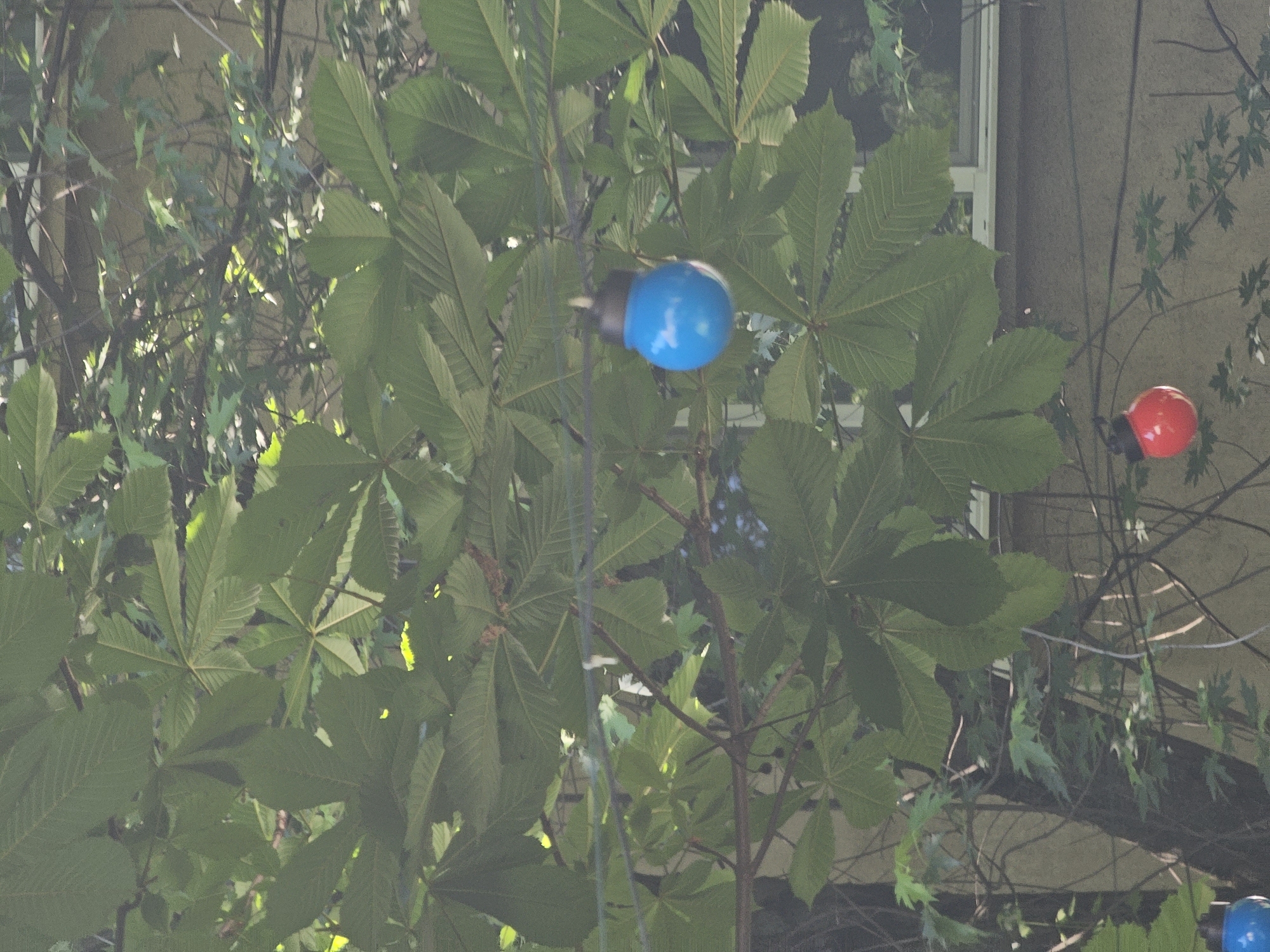 The image depicts an outdoor scene featuring lush green foliage, likely from a tree, dominating the frame. Several string lights are visible, including a prominent blue bulb reflecting the sky and a red bulb hanging lower down. The background shows a building with a neutral-colored wall and a window. The scene appears to be a quiet, perhaps residential or garden area. The specific location in Sofia, Bulgaria is not discernible from the visual information provided.
