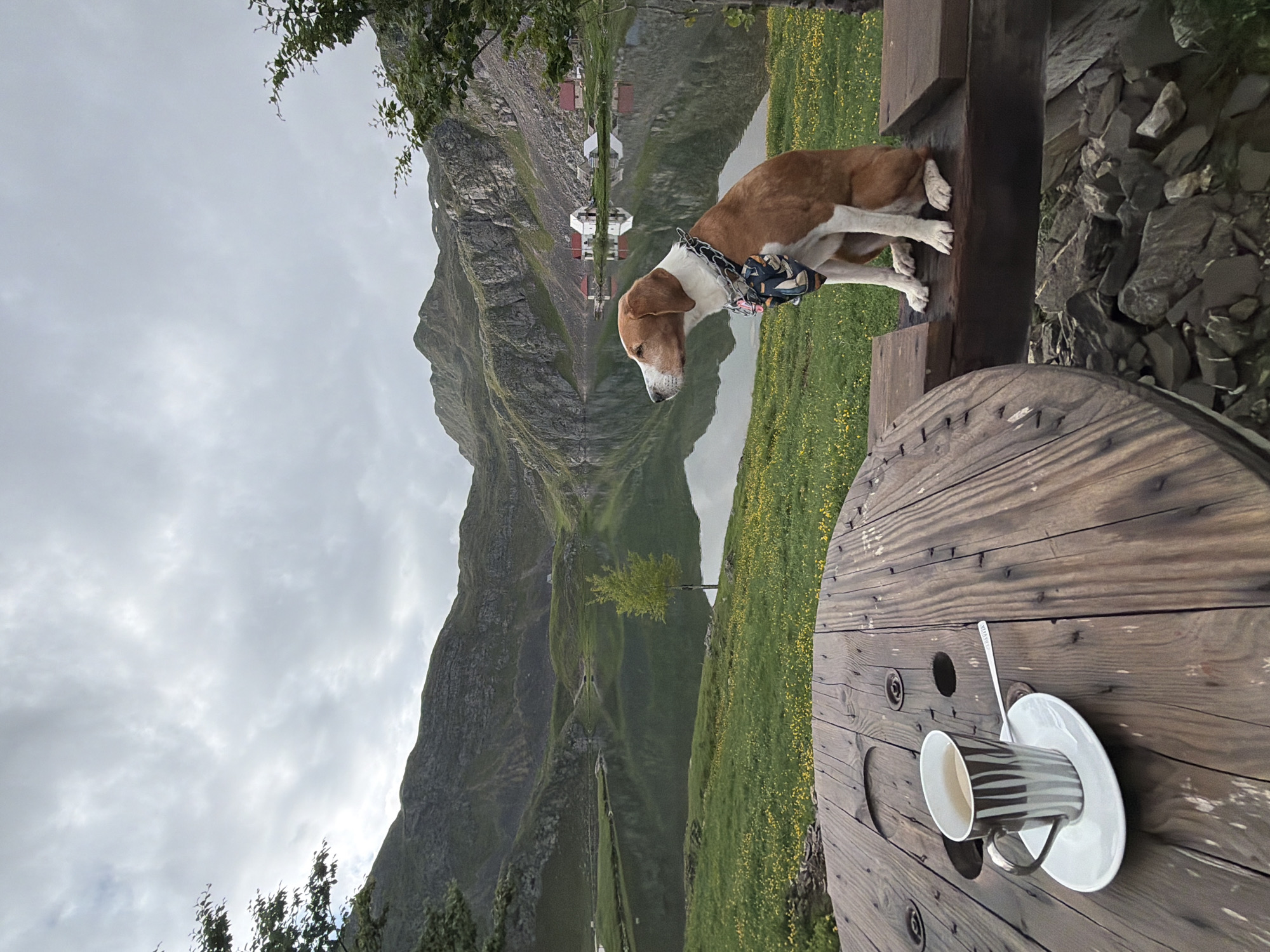 This image depicts a serene mountainous landscape, likely Kapetanovo Jezero, Montenegro, featuring a dog and a coffee setting in the foreground. The perspective is from an elevated viewpoint looking out over a valley.
In the immediate foreground, a large, round wooden spool, used as a table, occupies the right side. On it rests a white saucer holding a striped coffee cup (grey and white/cream stripes) and a spoon. To the left, a brown and white dog, resembling a hound mix, is positioned on a wooden beam, looking attentively towards the distant scene. The dog wears a decorative, patterned bandana around its neck.
The midground showcases a lush, green hillside covered in yellow wildflowers, gently sloping down to a calm body of water, likely a lake. The lake reflects the cloudy sky and surrounding mountains. Along the far shore of the lake, several small buildings with white roofs are visible, suggesting a small settlement or cabins.
The background is dominated by imposing, rugged mountains that rise dramatically from the landscape. The sky above is overcast with soft, grey clouds, casting a diffused light over the entire scene. Some green foliage from trees or bushes is visible along the top and left edges of the frame. The overall atmosphere is peaceful and natural.
The setting suggests a quiet moment outdoors, possibly a break during a hike or a stay in a remote area. The weather is cloudy, and it is daytime. No legible text is visible in the image.