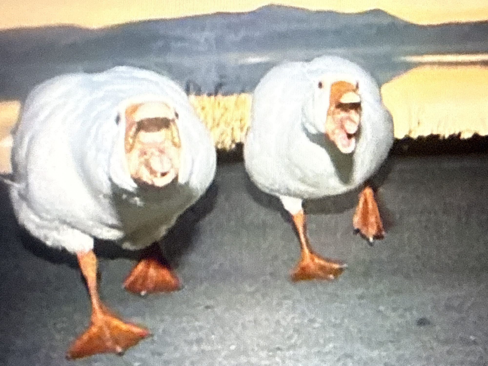 Two white geese with orange beaks and feet are standing on a gray asphalt surface. The goose on the left is facing forward with its mouth open. The goose on the right is also facing forward with its mouth open, and its right leg is raised. Behind the geese, there is a blurry background of yellow vegetation and a dark gray, hilly landscape under a bright yellow sky. The image is a photograph taken outdoors, possibly during daylight. There is no visible indication of the location being in Tbilisi, Georgia, or any other specific city.