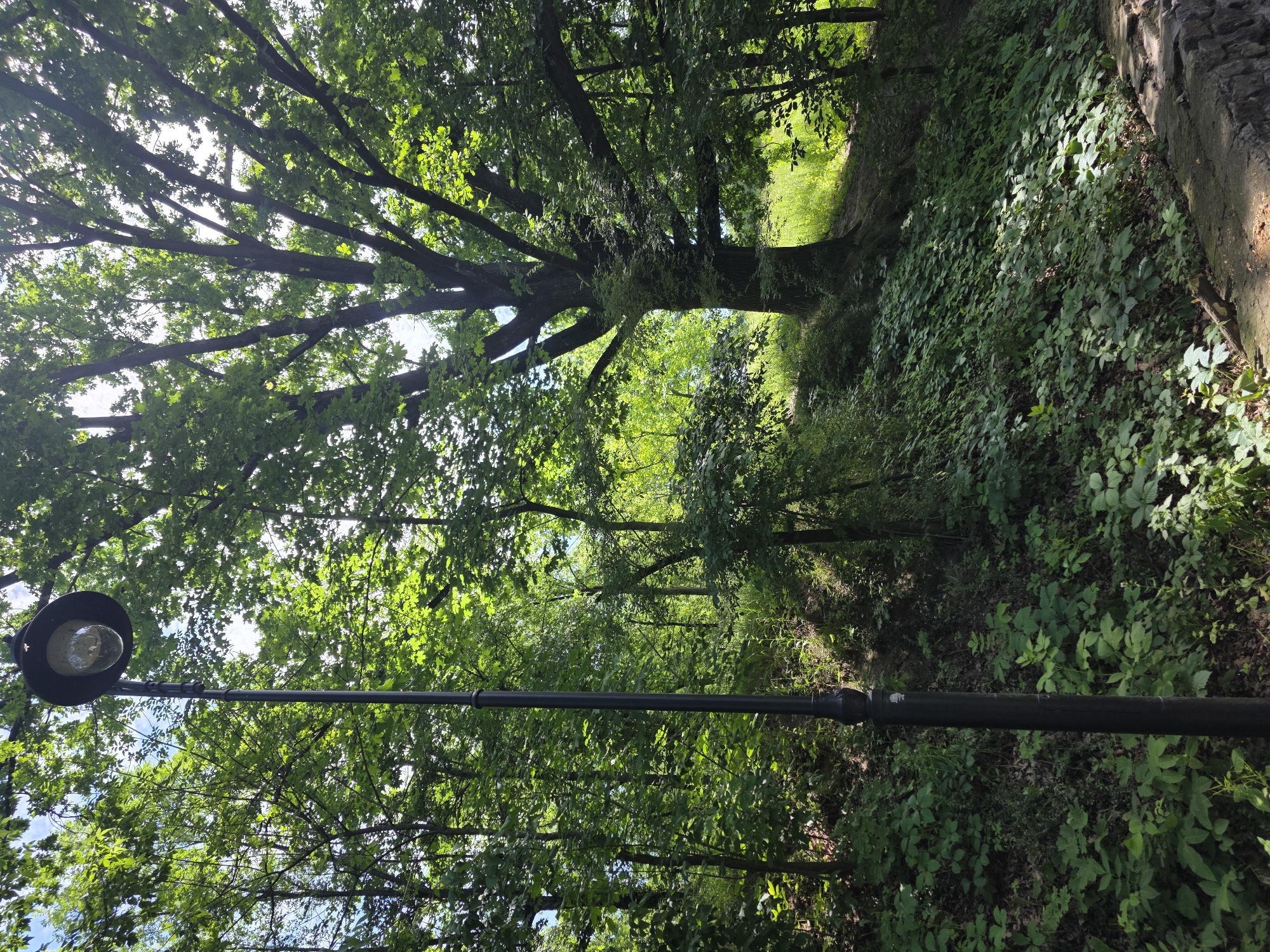 The image depicts a dimly lit forest with a lamppost in the foreground and a large oak tree in the background. The lamppost is made of black metal and has a round glass lantern. The oak tree is ancient and imposing, with a thick trunk and sprawling branches. The forest floor is covered in lush green vegetation, and sunlight filters through the dense canopy of leaves. The scene is serene and tranquil, evoking a sense of peace and quiet. This location is likely a park or a natural reserve within Kyiv, Ukraine, offering a respite from the urban bustle.