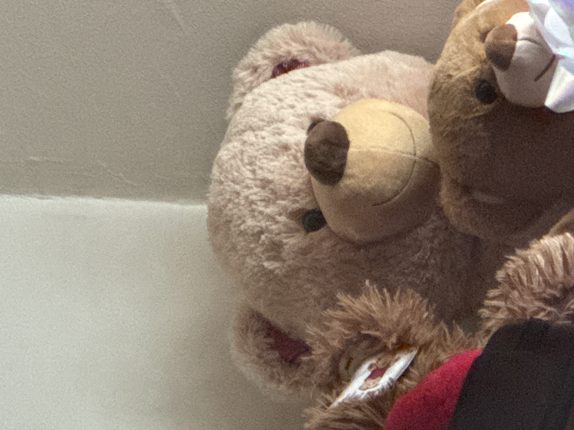 The image features a close-up of several plush teddy bears against a plain, light-colored background, possibly a wall or soft surface. The primary subject is a large, light beige or fawn-colored teddy bear positioned in the center and left, with a lighter brown snout, stitched mouth, and a dark, possibly plastic, eye visible. Its fur appears soft and slightly disheveled.
Resting partially on or next to this bear, on the upper right, is a smaller, medium-brown teddy bear. This bear also has a lighter snout and a dark eye, and a white, possibly decorative, ruffled or sparkly accessory resembling a bow or flower is attached to its head, partially covering its face.
Towards the bottom right, a third, darker brown teddy bear is visible. This bear appears to have longer, shaggier fur. A bright red fabric element, possibly part of its clothing or an accessory like a scarf, is seen on its chest area. A small, white tag with unreadable text and some red accents is visible near its left arm.
The bears appear static, likely stacked or leaning against each other, suggesting they are either posed or stored. The lighting is soft and even, typical of indoor conditions. No specific activity or event is taking place. There are no identifiable location cues within the image itself beyond the subjects being plush toys. The text on the tag is not discernible.