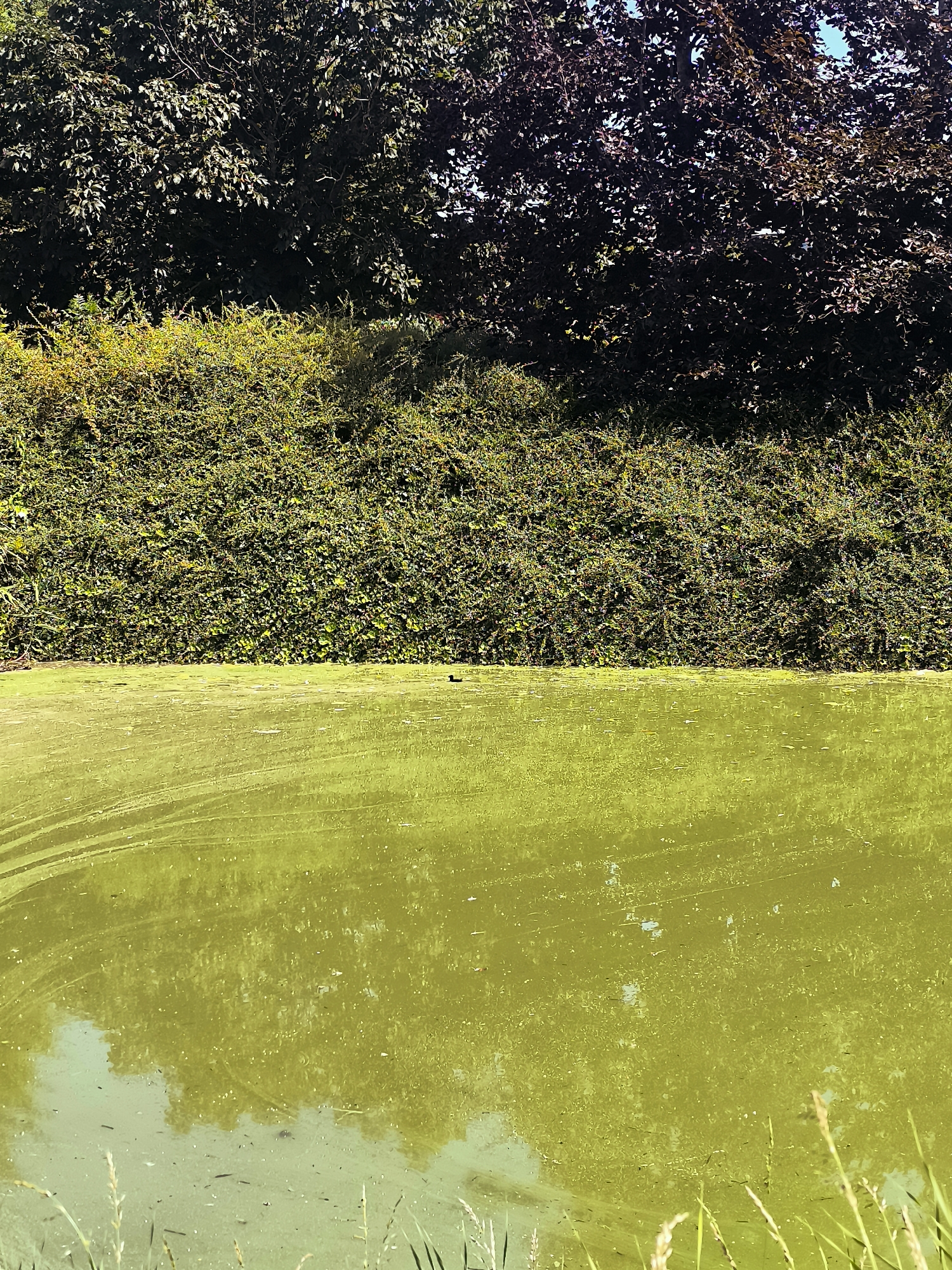 The image depicts a body of stagnant, green water, likely a pond or canal, densely covered with algae. In the background, a thick green hedge forms a barrier, with dense foliage of trees, some with dark leaves, visible above it. The water's surface is disturbed by swirling patterns of algae. A small, dark bird is visible on the water. The scene is bathed in sunlight, creating reflections on the water's surface. The location is specified as Andijk, Netherlands.