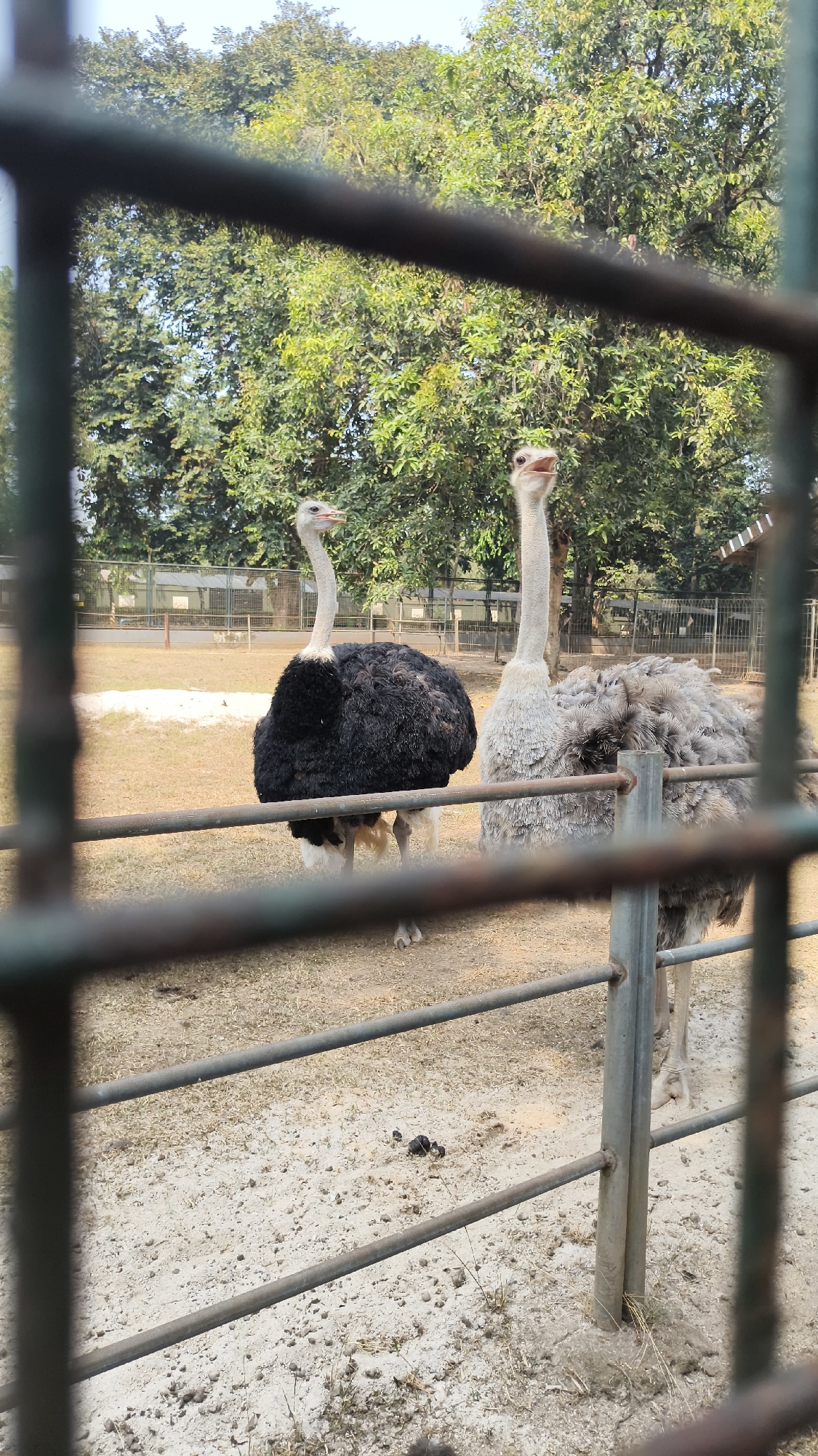 The image depicts two ostriches in an outdoor enclosure, viewed through a metal fence. The ostrich on the left is larger and predominantly black, with white accents on its legs. The ostrich on the right is lighter in color, appearing grayish-white and fluffy. Both birds have long necks and are looking upwards, with their mouths open. The ground of the enclosure is sandy and dry, with patches of sparse vegetation. In the background, there are trees with dense green foliage and a fence enclosing a larger area. The scene appears to be a zoo or wildlife park, with the fence suggesting the birds are in captivity. The lighting suggests it is daytime, likely under a clear or partly cloudy sky. There is no discernible indication of the specific location in South Jakarta, Indonesia, beyond it being an outdoor animal enclosure.