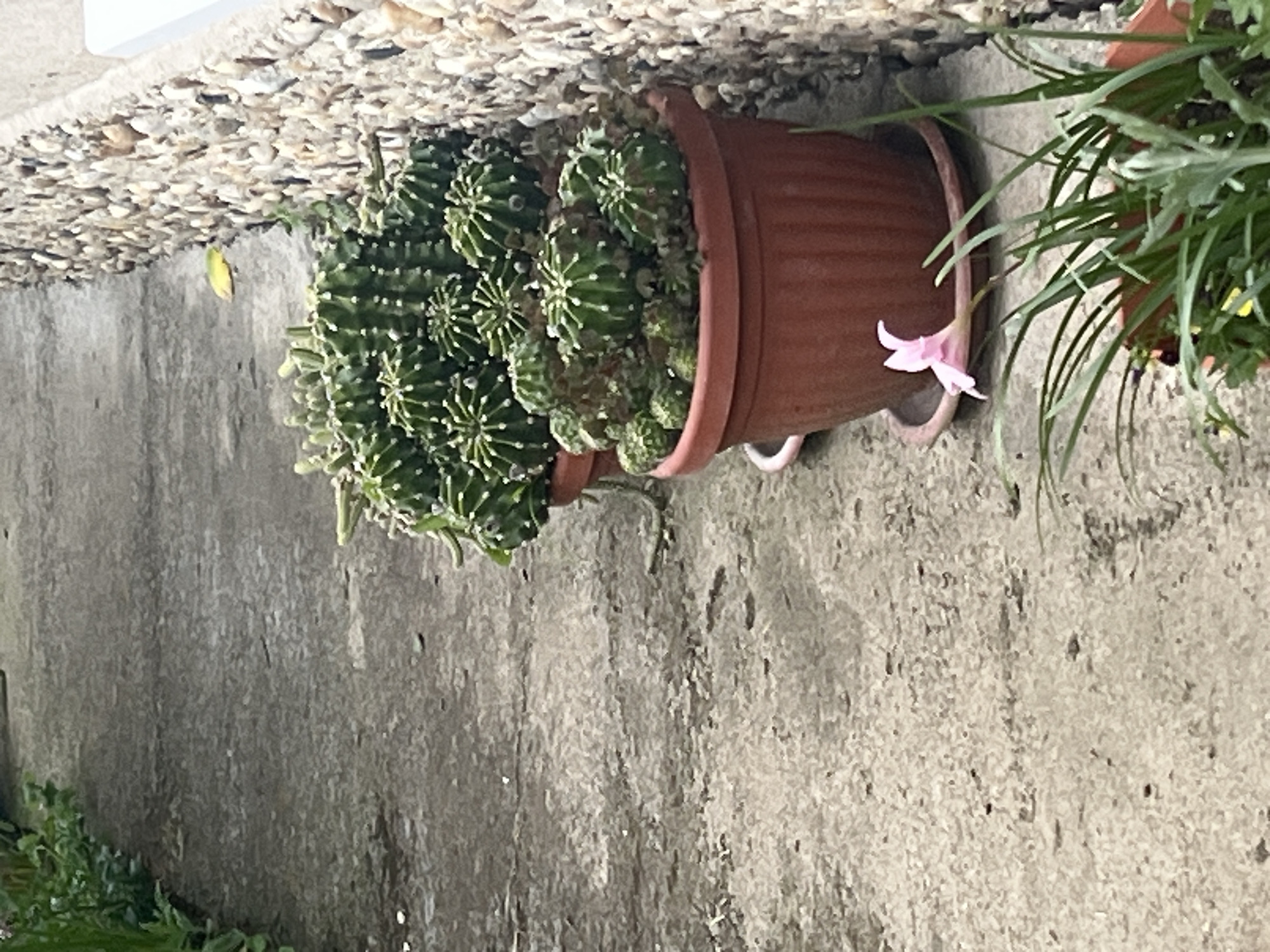 Here is a detailed description of the image:
**Scene Description:**
The image depicts a close-up of potted plants situated against a gray stone or concrete wall.
**Objects:**
* **Plants:** There are at least two potted plants visible. The first is a cactus plant with many rounded, green segments. The second plant has grass-like, green foliage with a single pink flower extending to the right of the cactus pot.
* **Pots:** The cactus is planted in a terracotta pot with horizontal ridged details. A second pot containing the other plant is partially visible.
* **Wall:** The background is a gray wall.
* **Pebbles:** The top of the wall is covered in small pebbles.
**Environment:**
The setting appears to be outdoors, possibly in a garden or on a patio. The lighting is somewhat overcast, as evidenced by the soft shadows.