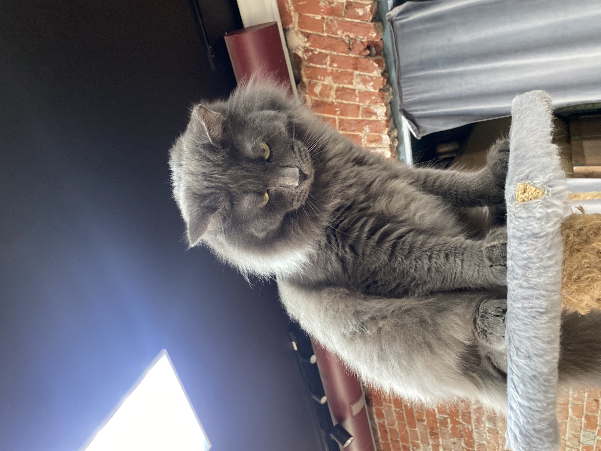 A fluffy, long-haired grey cat with prominent yellowish-green eyes is depicted in an indoor setting. The cat is perched on a light grey, carpeted cat tree or scratching post, which has sections wrapped in natural fiber, possibly sisal rope. Its paws are gripping the post, and its dense, shaggy fur is evident. The cat is looking downwards and slightly to its right, with a calm, focused, and somewhat contemplative expression. Its head is tilted slightly, showcasing its long whiskers.
In the background, to the cat's right, a textured red brick wall is visible, suggesting an older building or an industrial-chic interior. A dark red pipe or column runs vertically near the brickwork. Above the brick wall, a grey curtain or blind is partially visible. The left side of the background is predominantly dark, contrasting with a bright, rectangular white light source in the lower left corner, possibly a screen or a lamp. The lighting suggests an indoor environment, potentially relying on artificial light.
No visible text is present in the image. The location context for this scene is Izhevsk, Russia.