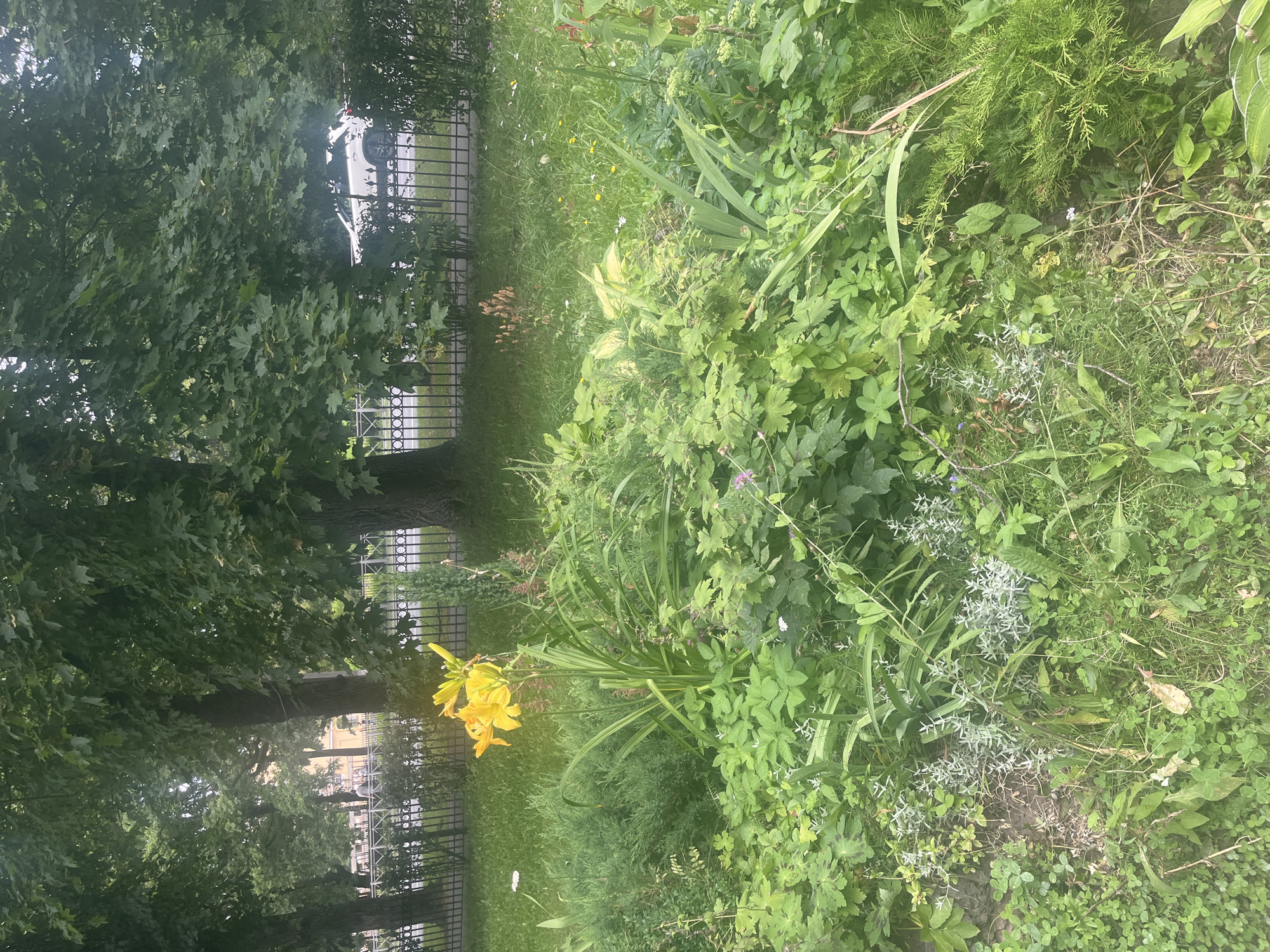 The image depicts a lush, green garden bed in Peterhof, Russia. The foreground is dominated by a variety of plants, including a prominent cluster of bright yellow daylilies. Other greenery, such as ferns and various leafy plants, fills the remainder of the garden. In the background, a black metal fence separates the garden from a paved area where a white car is visible, suggesting a street or a park pathway. Beyond the fence, large trees with dense foliage create a canopy, and hints of buildings can be seen through the leaves, indicating an urban or suburban setting. The overall impression is one of a well-maintained, naturalistic garden space within a developed area.