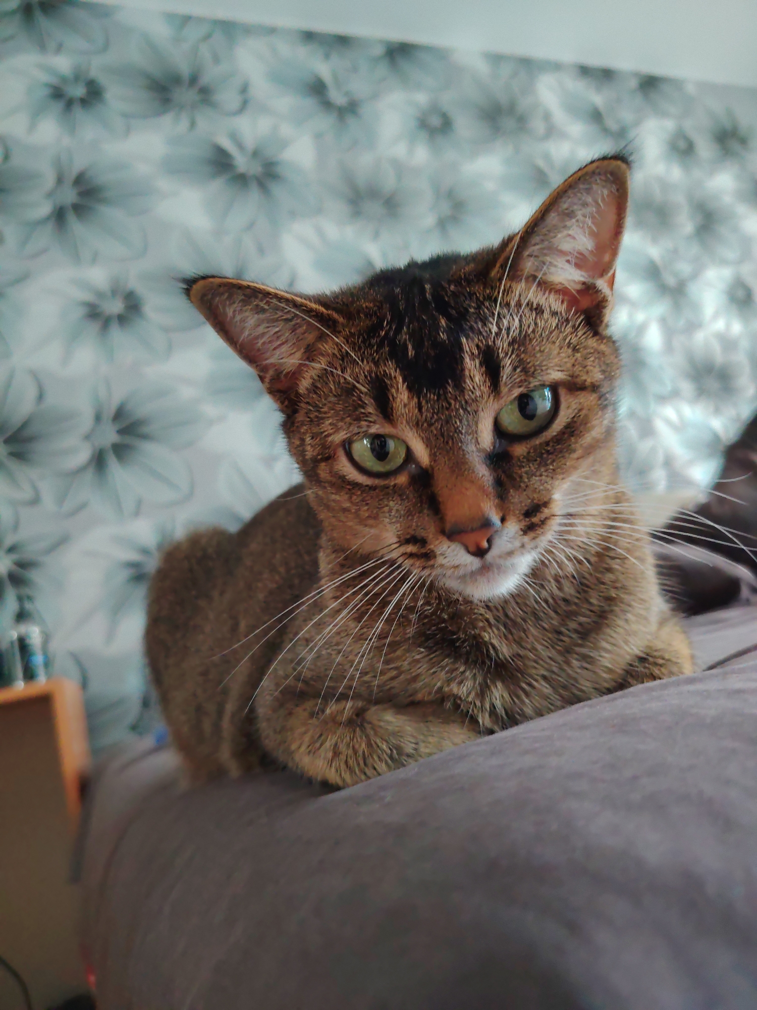 A brown tabby cat with green eyes is lying on a gray surface, likely a couch or bed. The cat is looking directly at the camera with its ears perked up. Behind the cat is a wall with a floral pattern wallpaper. The background is slightly blurred, making the cat the clear subject of the image. There is a wooden shelf or piece of furniture to the left of the cat, with some objects on it that are not clearly identifiable. The lighting in the image appears to be natural, coming from the front and slightly from the right, illuminating the cat's face. The overall scene suggests a domestic setting. The location in Syktyvkar, Russia is not discernible from the image itself.