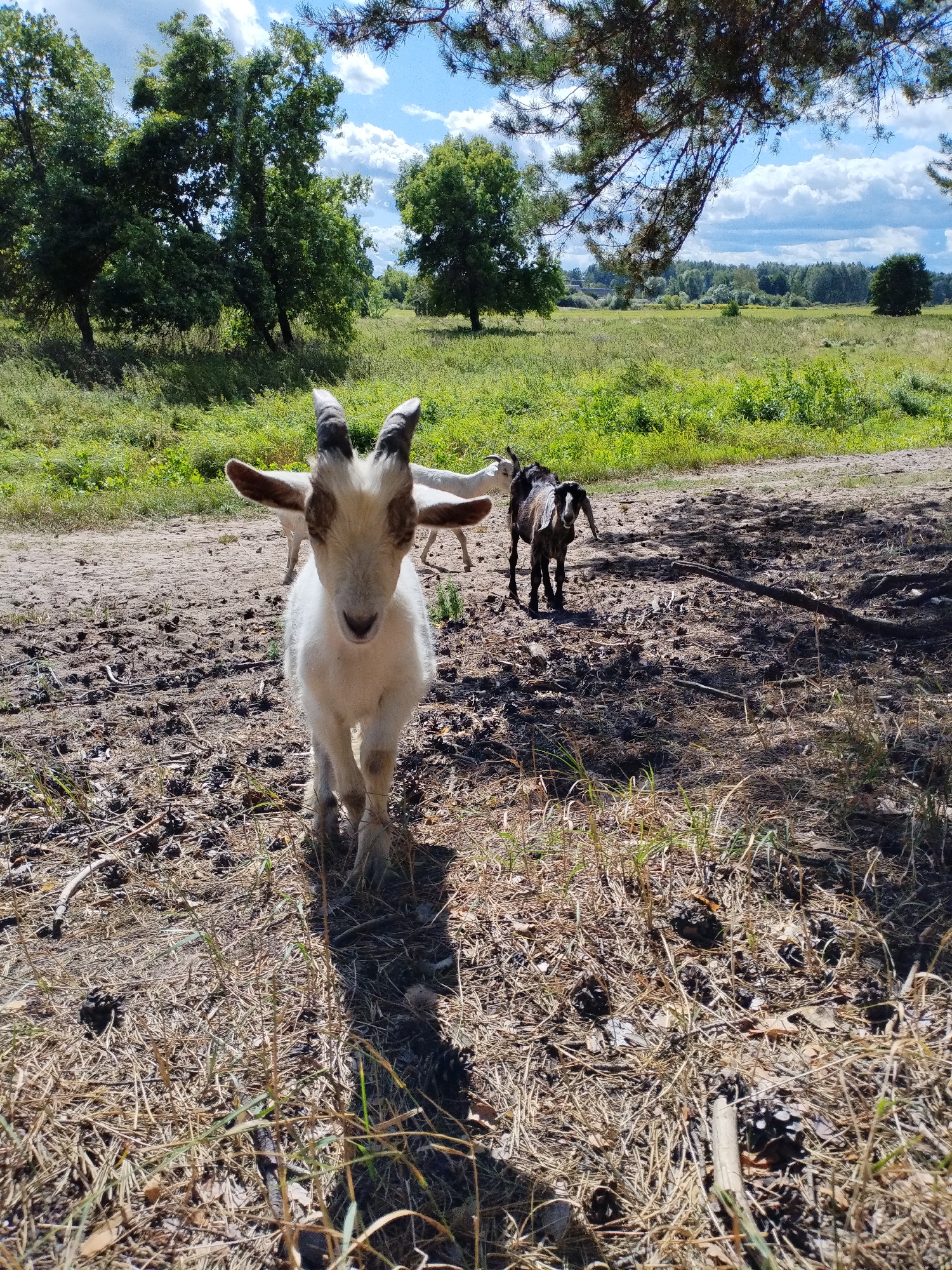 A herd of goats stands in a field of dry grass and dirt under a sunny sky. The goats are varied in color, with some being white and brown, while others are dark brown and black. The goat in the foreground is white with brown markings on its head and ears, and it is looking directly at the camera. In the background, there are several trees and a large open field. The overall scene suggests a rural or natural environment. This location is in the city of Bialynichy, Belarus.