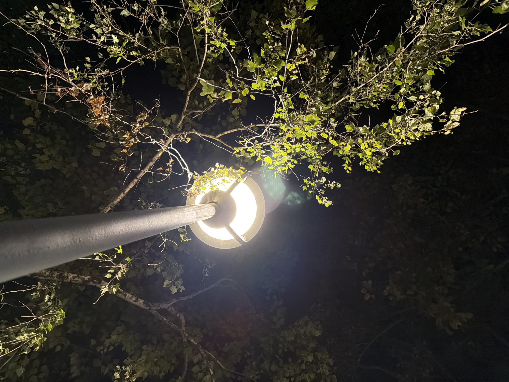 An outdoor lamppost is illuminated at night, casting light on the surrounding trees. The lamppost is a modern design with a silver pole and a round, illuminated light fixture. Branches and leaves from trees are visible, some illuminated by the lamppost's light, while others are silhouetted against the dark night sky. The image captures a peaceful, natural setting within a city environment. No people are visible in the image. The location is not specified in the image, and therefore cannot be determined as Pavlodar, Kazakhstan.
