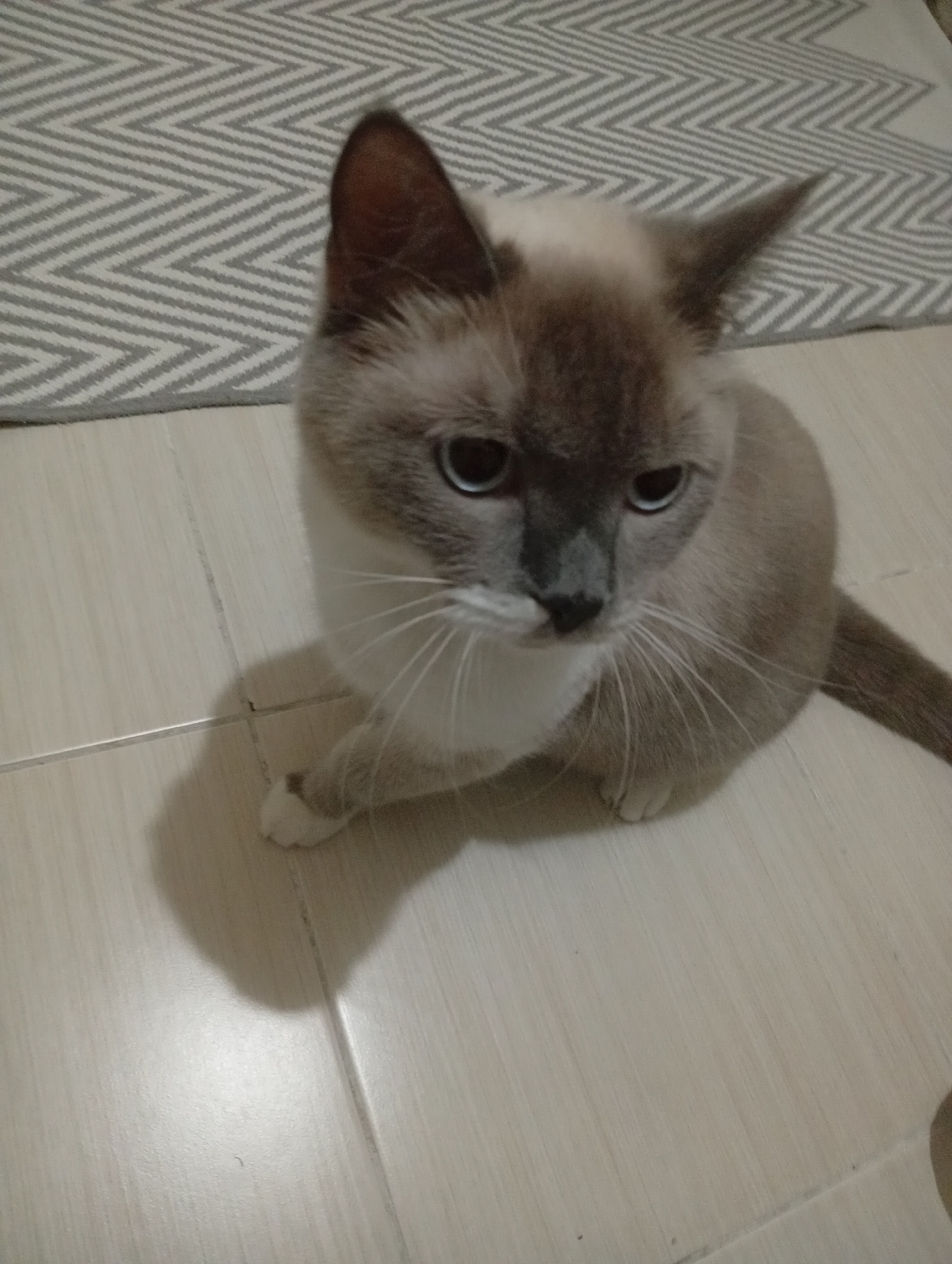 A light-brown cat with dark points on its ears, face, and tail sits on a tiled floor. The cat has blue eyes and white paws. In the background, a gray and white patterned rug is visible. The image is a close-up of the cat, with the floor taking up the lower portion of the frame and the rug in the upper left corner. The scene appears to be indoors. There is no information in the image to indicate its location in Balçova, Turkey.