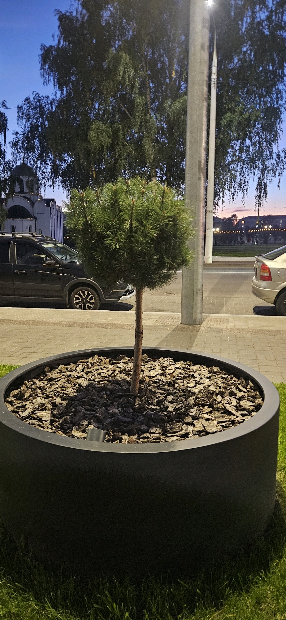 A dark, round planter filled with wood chips contains a small, ornamental pine tree. The planter is placed on a grassy area next to a paved walkway. A tall, grey lamppost stands to the right of the tree. In the background, a black SUV is parked on the walkway, and a light-colored sedan is parked on the street. Further in the background, a building with a dome is visible, along with trees and a street with lights. The sky is dark blue, indicating either early morning or late evening. The image was taken in Vitsebsk, Belarus.