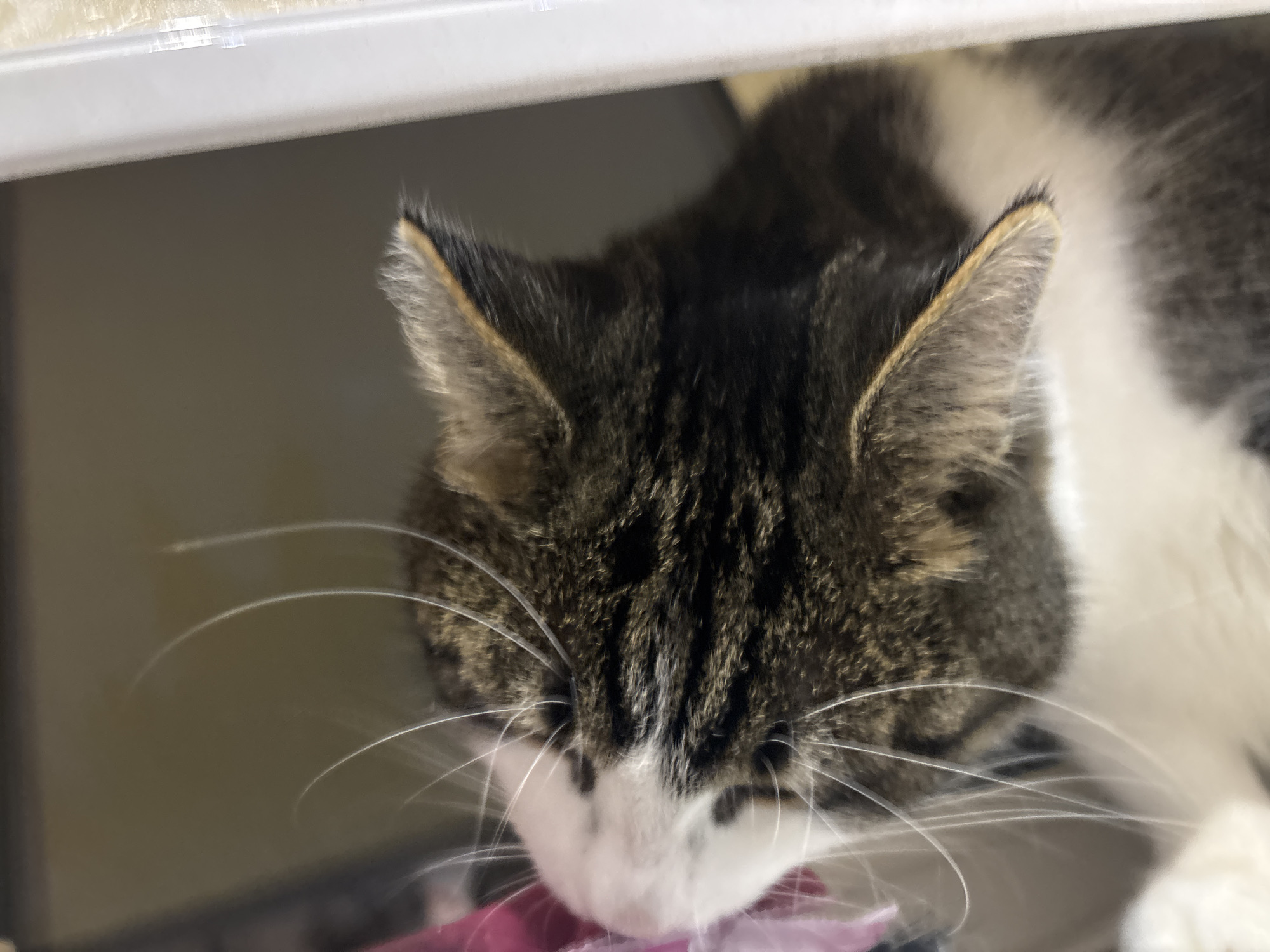 This is a close-up, high-angle shot of a tabby and white cat's head and upper body, taken indoors. The cat is looking down, with its head tilted forward and slightly to the side. Its fur is a mix of brown, black, and white tabby markings on its head and back, with white fur on its chest and likely its underside. The cat has prominent white whiskers that extend outwards. Its ears are erect and angled slightly forward, showing tufts of fur within. The background appears to be a domestic interior, possibly a shelf or a raised surface, with a muted, neutral-colored wall or partition behind the cat. The lighting is soft and diffused, casting gentle shadows. There are no visible people or other animals. The scene is static, with the cat appearing to be resting or observing something below its line of sight. The image does not provide any information about the city of Kapyĺ, Belarus, or any specific urban context.