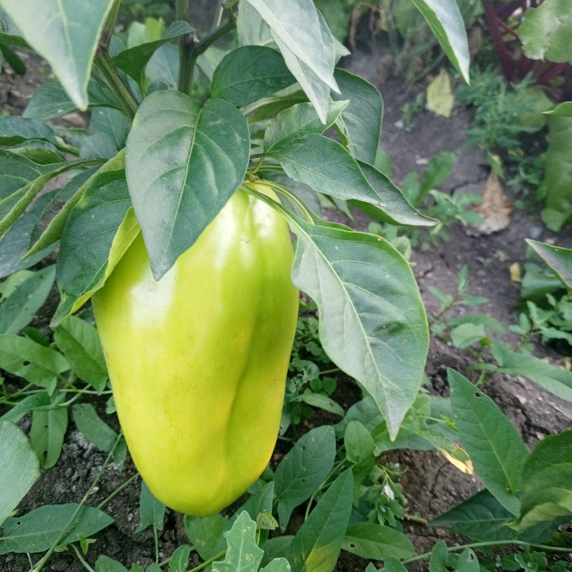 The image shows a close-up of a green bell pepper growing on a plant in what appears to be a garden or farm setting. The pepper is the central subject, with its glossy surface reflecting light. Several large green leaves surround the pepper, some of which partially obscure it. The background consists of soil and other green foliage, suggesting an outdoor agricultural environment. The scene is illuminated by natural light, casting soft shadows. There are no people or animals visible in the image. The image depicts a natural agricultural scene, likely in Sayanogorsk, Russia.