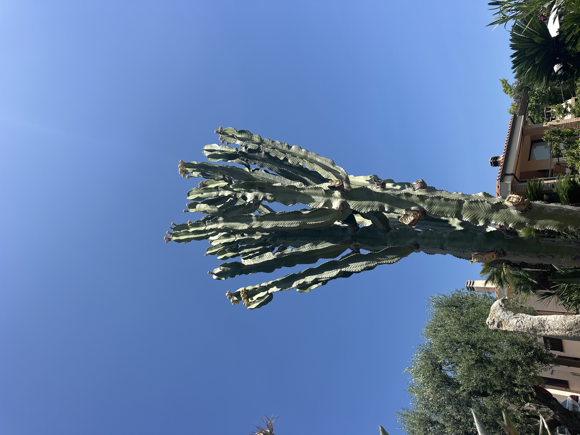 The image shows a large cactus plant against a clear blue sky. The cactus has thick, segmented branches and appears to be in a lush, green environment, possibly a garden or yard. In the background, there is a building with a terracotta roof, suggesting a Mediterranean or Italian setting. Trees and other foliage are also visible, adding to the sense of a warm, outdoor location. The lighting suggests it is daytime, with bright sunlight casting shadows. There are no people or visible text in the image. The overall scene evokes a sense of tranquility and natural beauty.