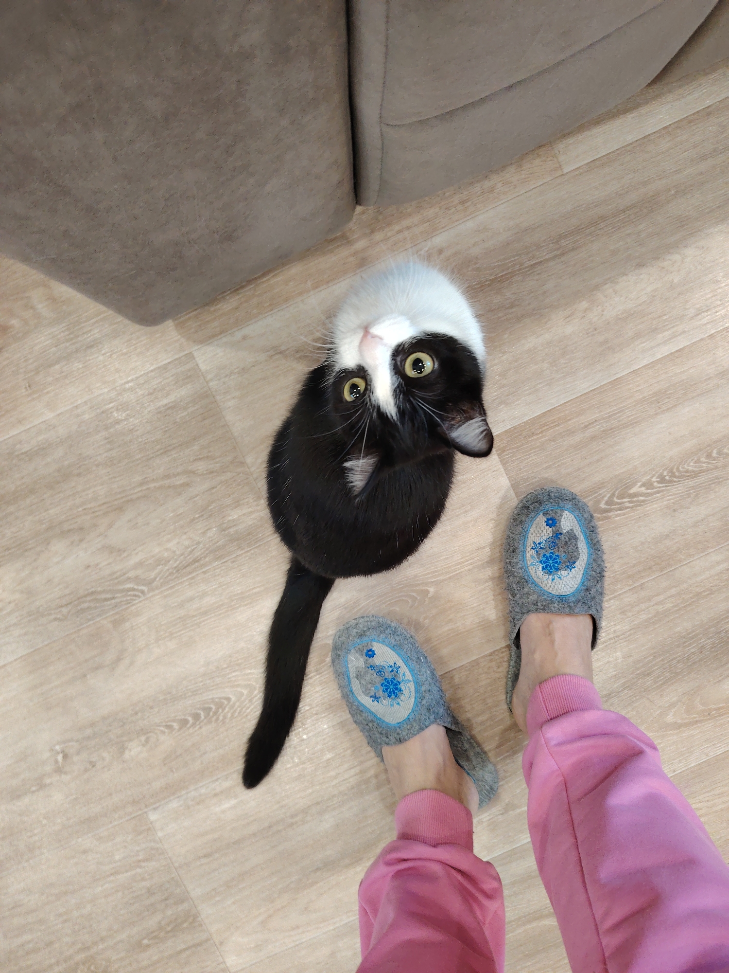 A high-angle shot shows a black and white cat looking up toward the camera. The cat has a white head and chest, with black fur on the rest of its body, and is standing on a light-colored wood-look floor. Its tail is visible, extending from the body towards the lower left corner of the image. Next to the cat are the feet of a person wearing pink sweatpants and gray slippers with blue floral designs. The edge of a brown sofa is visible in the upper left corner.