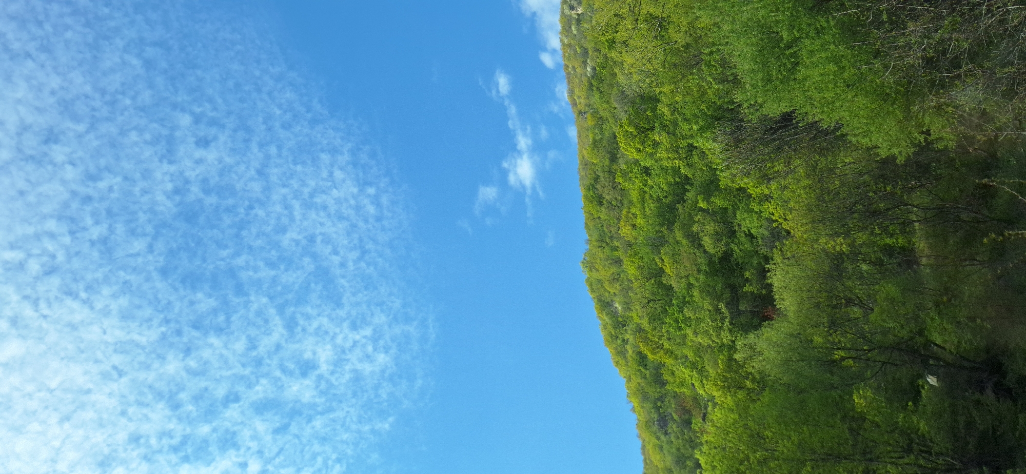 The image presents a view of a verdant hillside in Stara Kresna, Bulgaria, set against a predominantly blue sky. The hillside is densely covered with trees displaying a range of green hues, suggesting diverse foliage and varying sunlight exposure. The sky exhibits both clear blue patches and areas with scattered cirrocumulus clouds. No people, animals, or man-made structures are discernible within the frame besides the natural vegetation. The scene evokes a sense of natural landscape under daytime conditions. The image is oriented vertically.