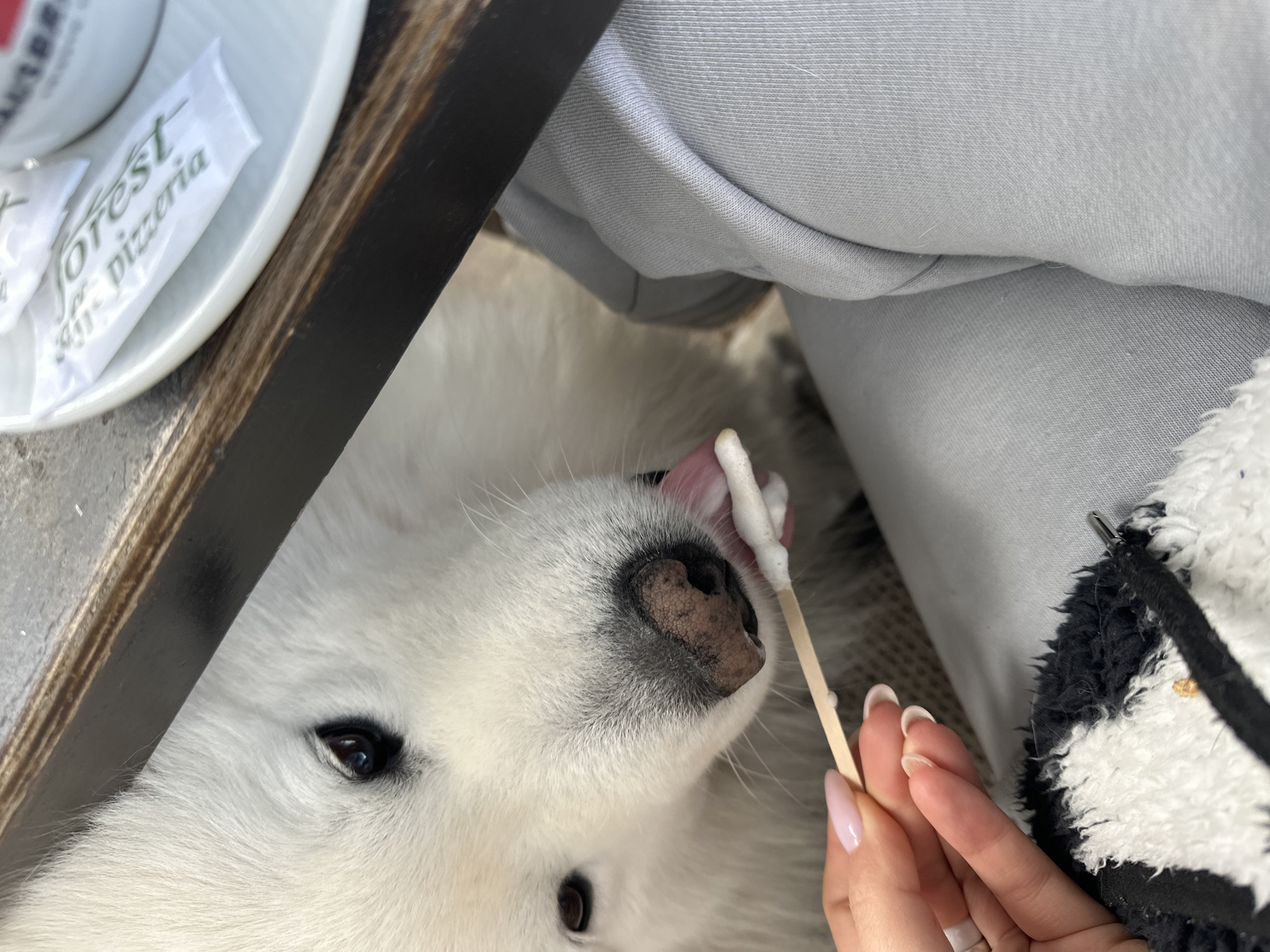 A close-up, oblique-angle shot shows a white Samoyed dog being offered a cotton swab. The dog is positioned under a table, partially obscured by the table's edge and the leg of someone wearing gray pants. The dog's head is tilted upwards, tongue extended to lick the cotton swab held by a hand with light pink fingernails. The hand is also partially obscured by a jacket with a black and white pattern. A white plate with sugar packets from "Forest Caffe Pizzeria" is visible on the table's surface. The location is presumably Bar, Montenegro, based on the business name on the sugar packets.