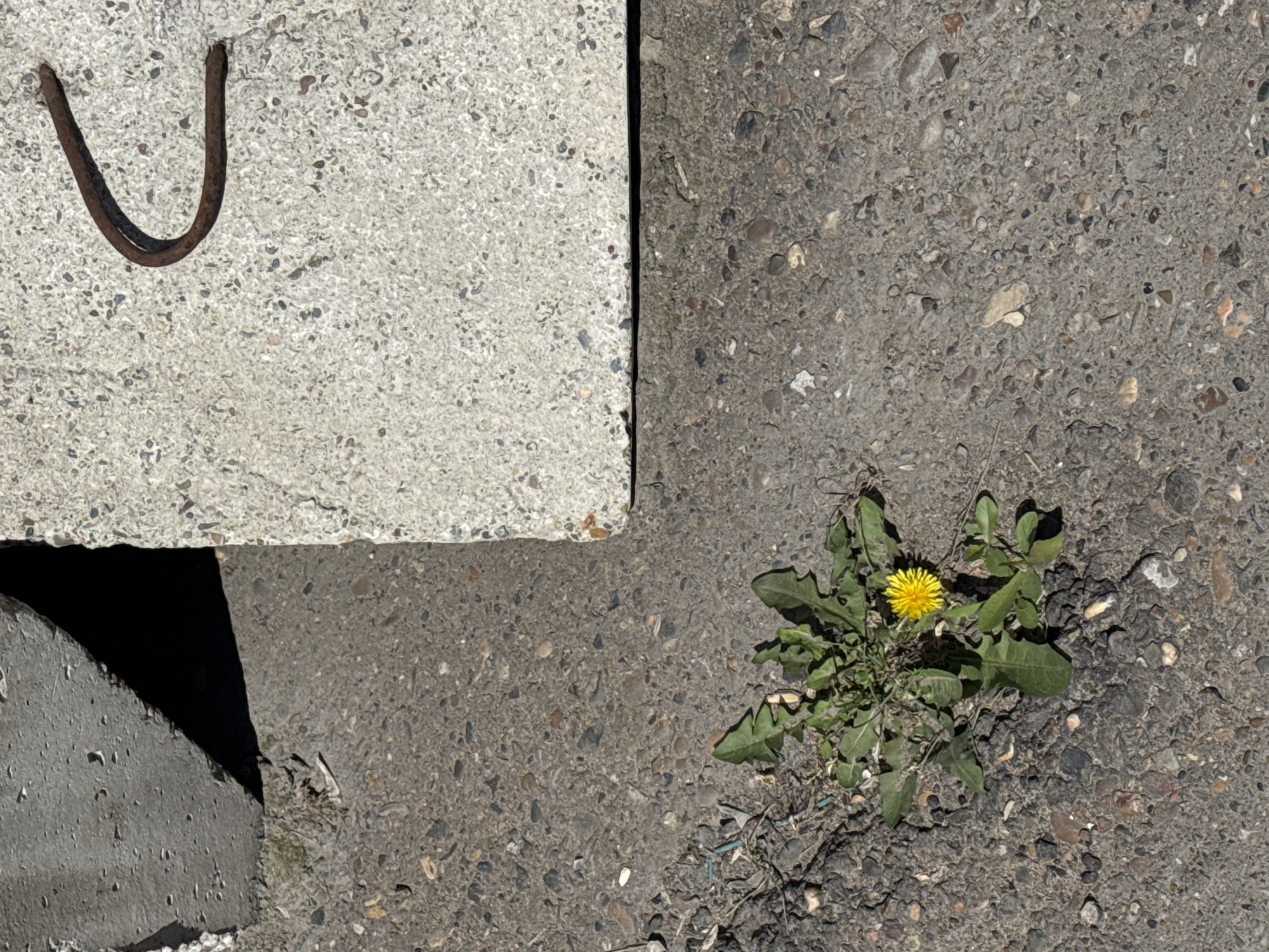 The image shows a section of pavement in Naberezhnye Chelny, Russia. A square concrete block sits on the left side of the frame, with a rusty U-shaped metal bar embedded in its top surface. The pavement is made of a dark gray aggregate material with visible pebbles and stones. A dandelion plant with a single yellow flower grows in a crack or crevice in the pavement on the right. A second concrete block is partially visible on the bottom-left, creating a dark, triangular shadow.