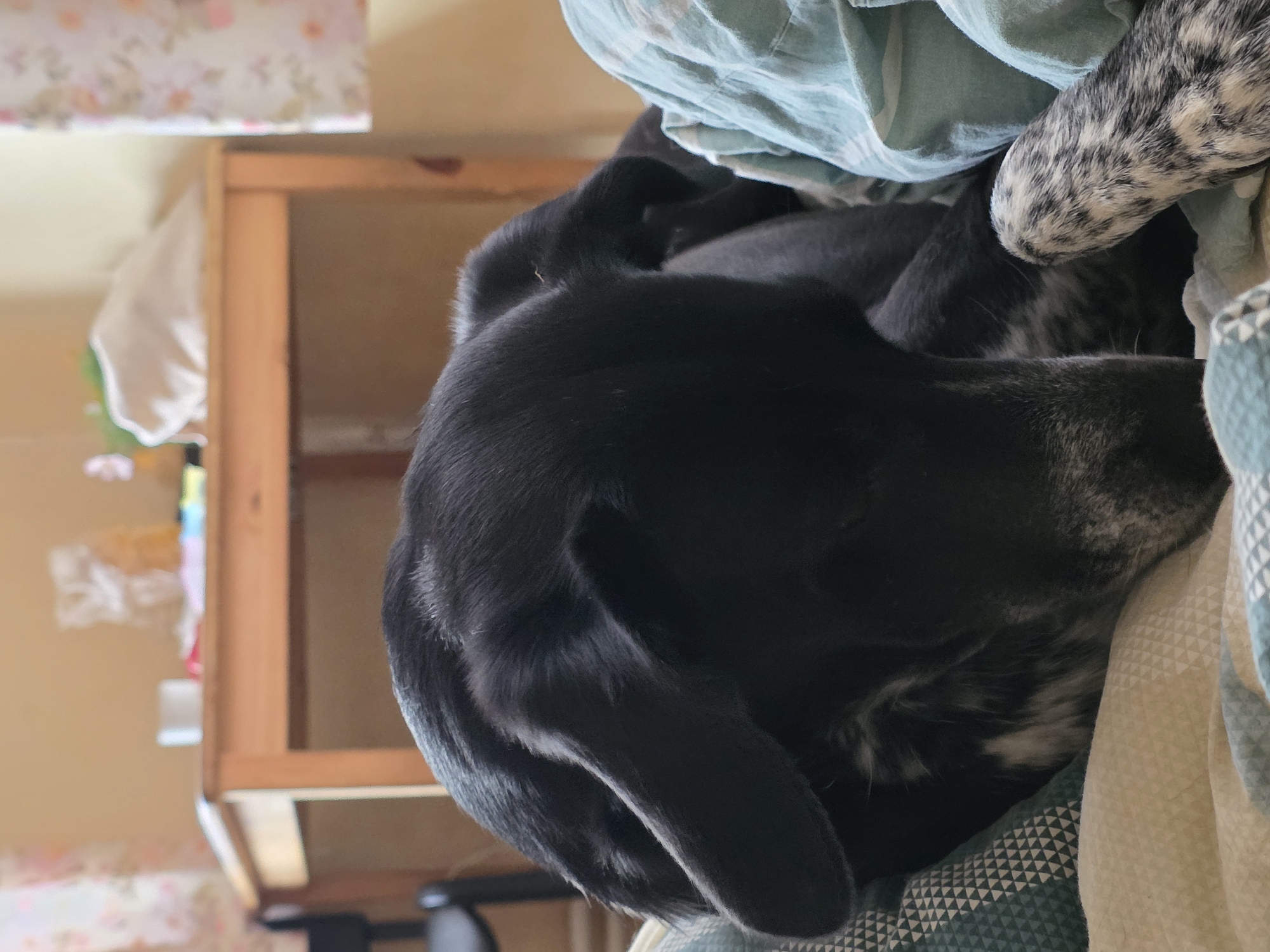 A black and white dog is sleeping on a bed. The dog is in the foreground and is mostly black with some white markings on its face and legs. The dog's head is down and its eyes are closed. The bed is covered with blankets and pillows. In the background, a wooden table and chair are visible. The room appears to be a bedroom.