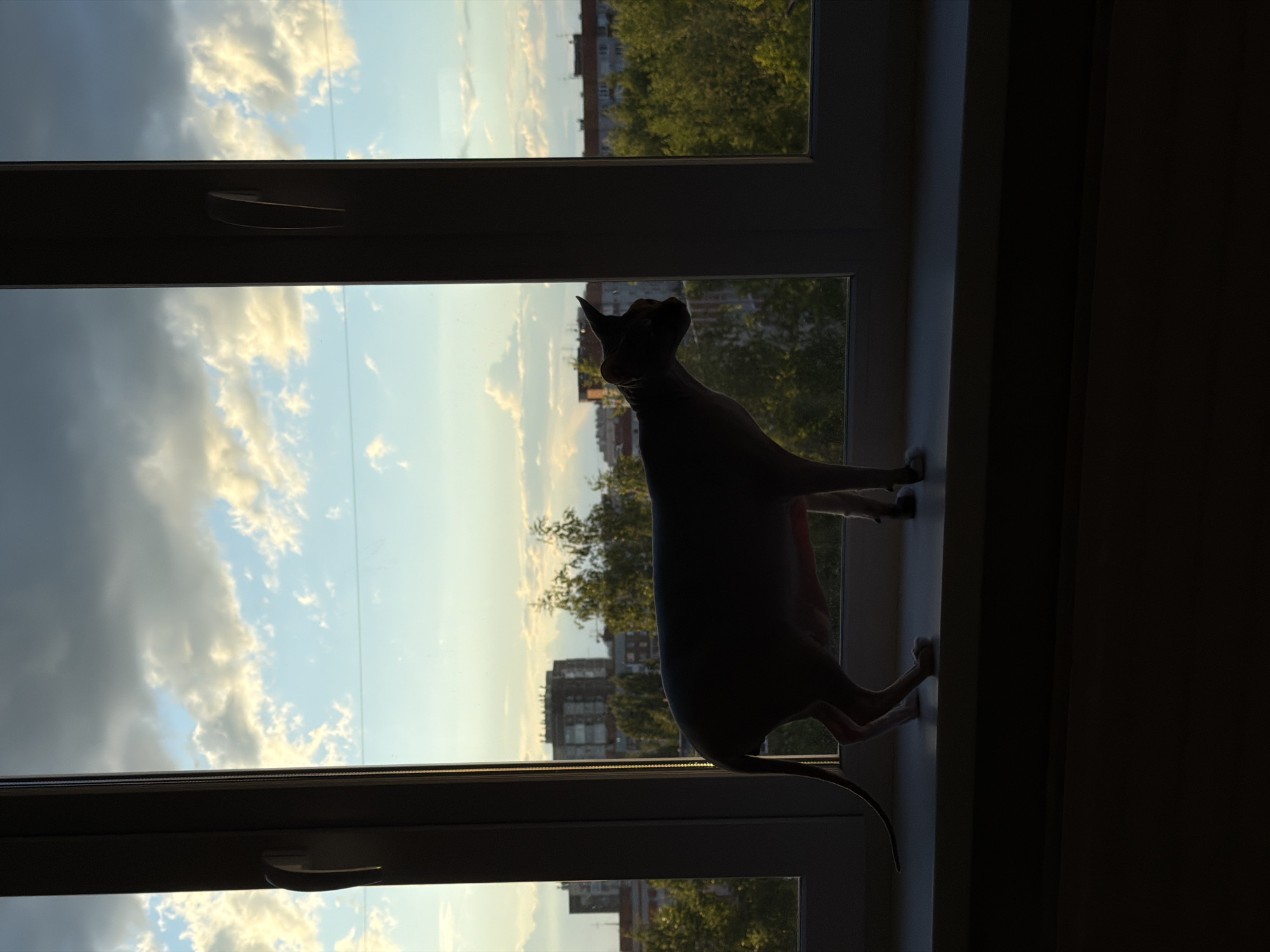 The image, rotated 90 degrees clockwise, captures a silhouette of a hairless cat (likely a Sphynx) standing on a vertical window sill on the right side of the frame. The cat's body is oriented vertically, extending from the bottom right to the middle right, with its head looking upwards and left, towards the outside view. The interior of the room, including the dark window frame and the area to the right of the sill, is mostly dark, rendering the cat as a stark silhouette against the bright exterior.
Through the window panes, a dynamic sky fills the left side of the frame. It displays a gradient from light blue at the top (relative to the image) to darker blue-grey, interspersed with large, bright white and golden-edged clouds. The illumination suggests late afternoon or early evening light, possibly hinting at a sunset. Below the horizon line, which runs roughly horizontally across the middle of the left side of the image, a residential area with green treetops and distant multistory buildings is visible. The scene is located in Izhevsk, Russia. A dark window handle is visible on the central window frame. No people or visible text are present.