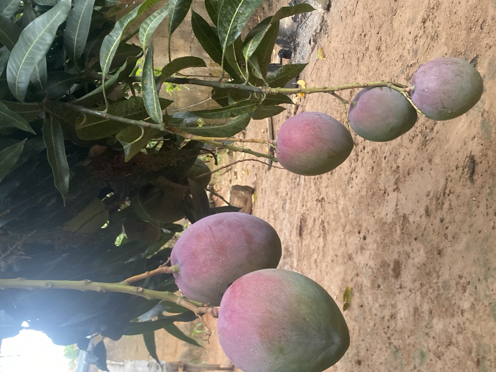 The image captures a close-up of a mango tree branch laden with ripening fruit. Dark green mango leaves fill the left side and top of the frame. Five mangoes are prominently displayed, clustered on branches that extend horizontally across the middle and right of the image. The mangoes exhibit a range of colors, from greenish-pink to purple and deep red, indicating various stages of ripeness. The two largest mangoes are in the foreground on the lower left, showing vibrant pink and green hues. Further along the branches, three more mangoes are visible, appearing smaller and more uniformly purple-green.
The background is a textured, light brown or tan surface, likely dirt ground or a simple wall, consistent with an outdoor setting. A bright glare is present on the lower-left mango and adjacent branches, suggesting daytime lighting. The scene portrays the natural growth of mangoes on a tree. No people are visible, and there is no discernible text. The location context is Bukuru, Nigeria.