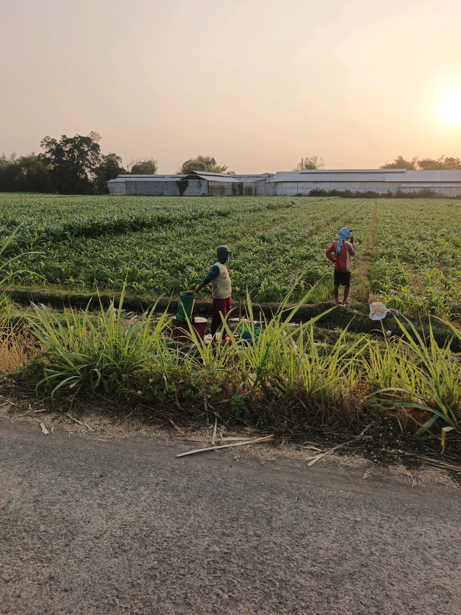 The image shows a rural scene in Watesumpak, Indonesia, during a sunset. Two individuals are working in a field of green crops, likely corn, with long grass in the foreground. The setting sun casts a warm glow over the scene, illuminating the sky with soft orange and yellow hues. In the background, several long, rectangular buildings, possibly agricultural storage or processing facilities, are visible. One of the individuals appears to be tending to a green bin, while the other stands with their hands on their hips, looking towards the field. The overall impression is one of agricultural labor in a peaceful, rural environment at the end of the day.