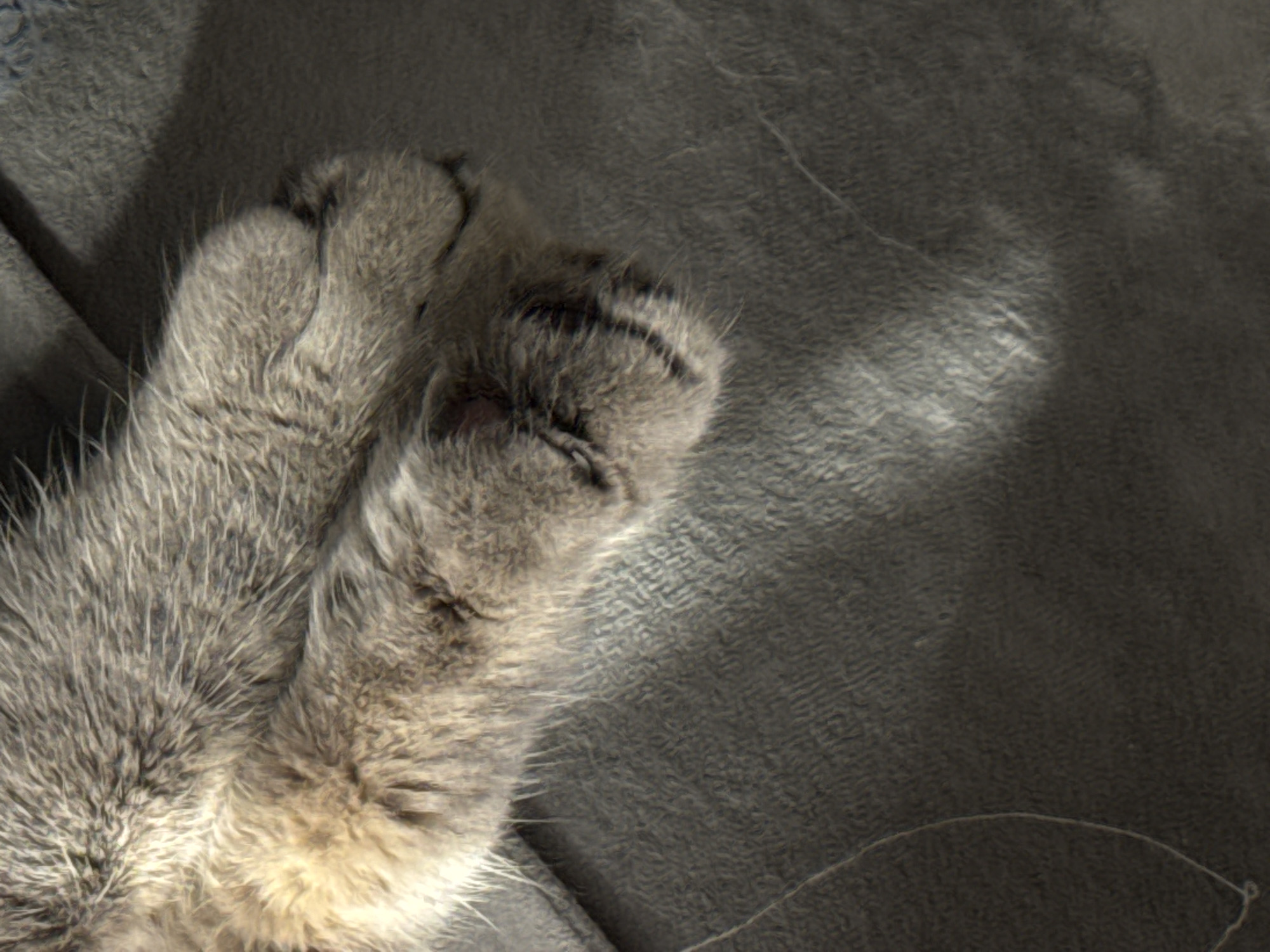 The image shows a close-up of a cat's paws resting on a gray blanket or soft surface. The paws are gray and furry. A ray of light falls across the blanket. The location is unknown.