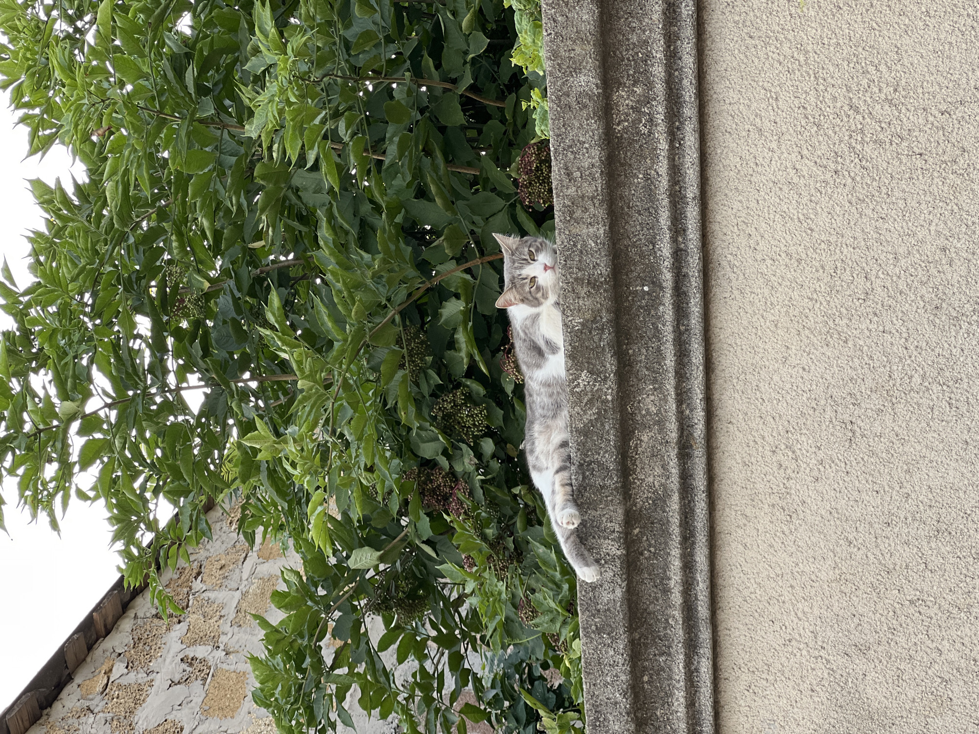 A grey and white cat is lying on a concrete wall with green foliage and dark berries behind it. The wall is textured and appears to be the top of a building. To the left of the foliage is a stone wall with a wooden overhang. The image was taken in the city of Fontanka, Ukraine.