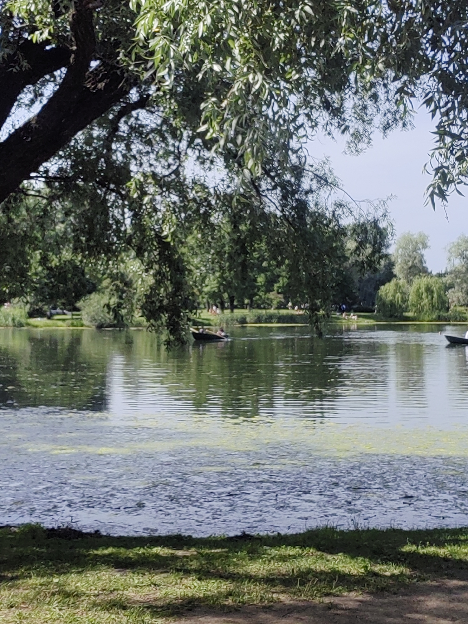 This image depicts a tranquil scene at a park in Saint Petersburg, Russia, likely during daylight hours. In the foreground, a patch of grass is visible with dappled sunlight and shadows cast from overhead trees. The middle ground is dominated by a calm body of water, possibly a pond or lake, with ripples on its surface and patches of green algae or vegetation floating.
On the water, a small, dark-colored boat is present, carrying two individuals. The boat is positioned approximately in the center-right of the frame. Further across the water, on the far bank, a line of trees forms a dense green backdrop. Among the trees and along the bank, several figures can be discerned, some appearing to be standing or sitting. There are also some lighter-colored objects on the bank that could be animals or parked vehicles. A weeping willow tree with its characteristic drooping branches is visible on the right side of the far bank. The sky above is a clear, pale blue, suggesting fair weather. The overall atmosphere is one of a leisurely day spent outdoors in a natural setting within the city.