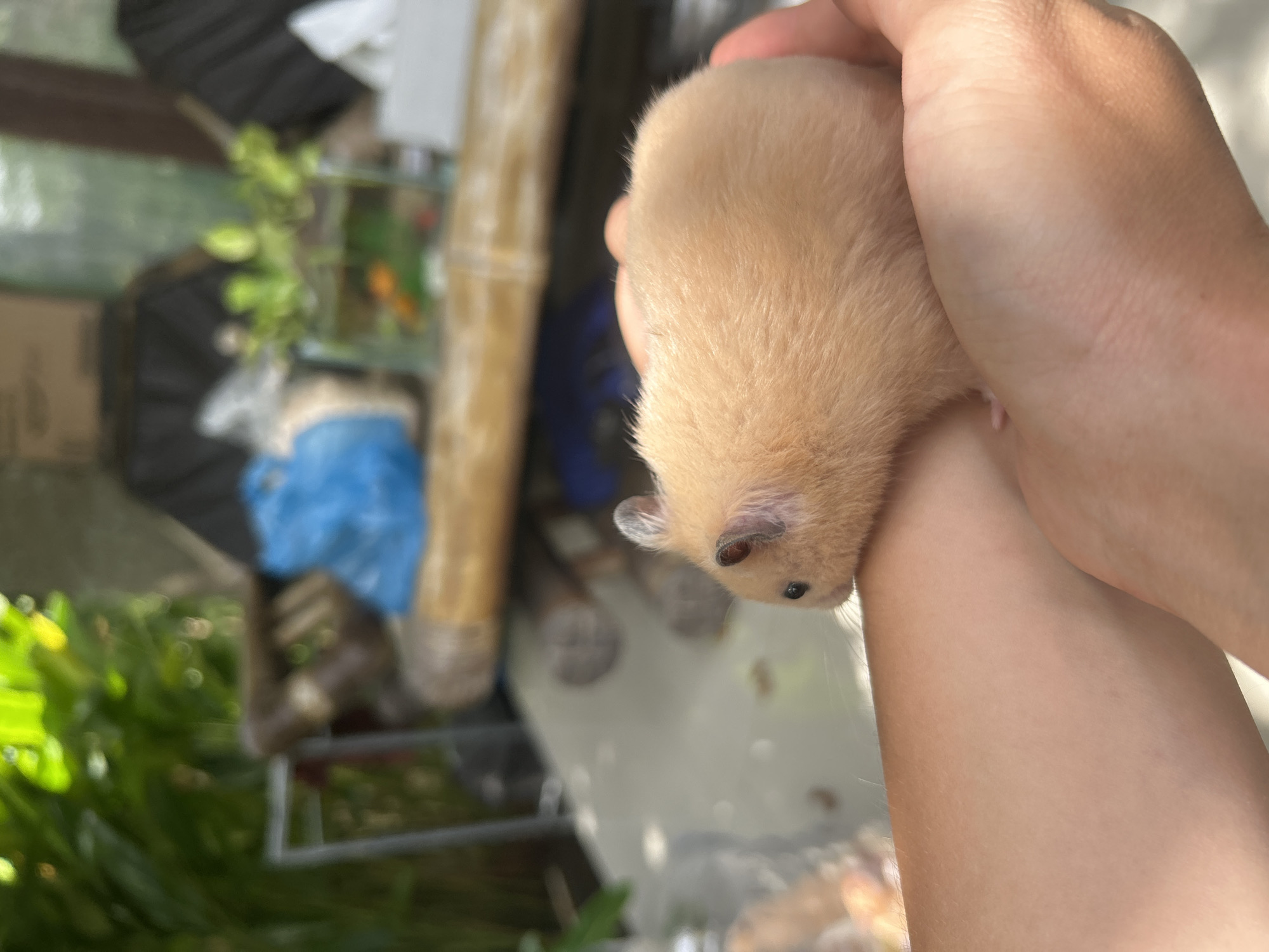 A light tan hamster is being held in someone's hand. The background is blurry but appears to show a mix of outdoor greenery and indoor objects, possibly including a bamboo-like pole and a fish tank. It is not possible to determine if this photo was taken in Kuta Selatan, Indonesia, without further information.