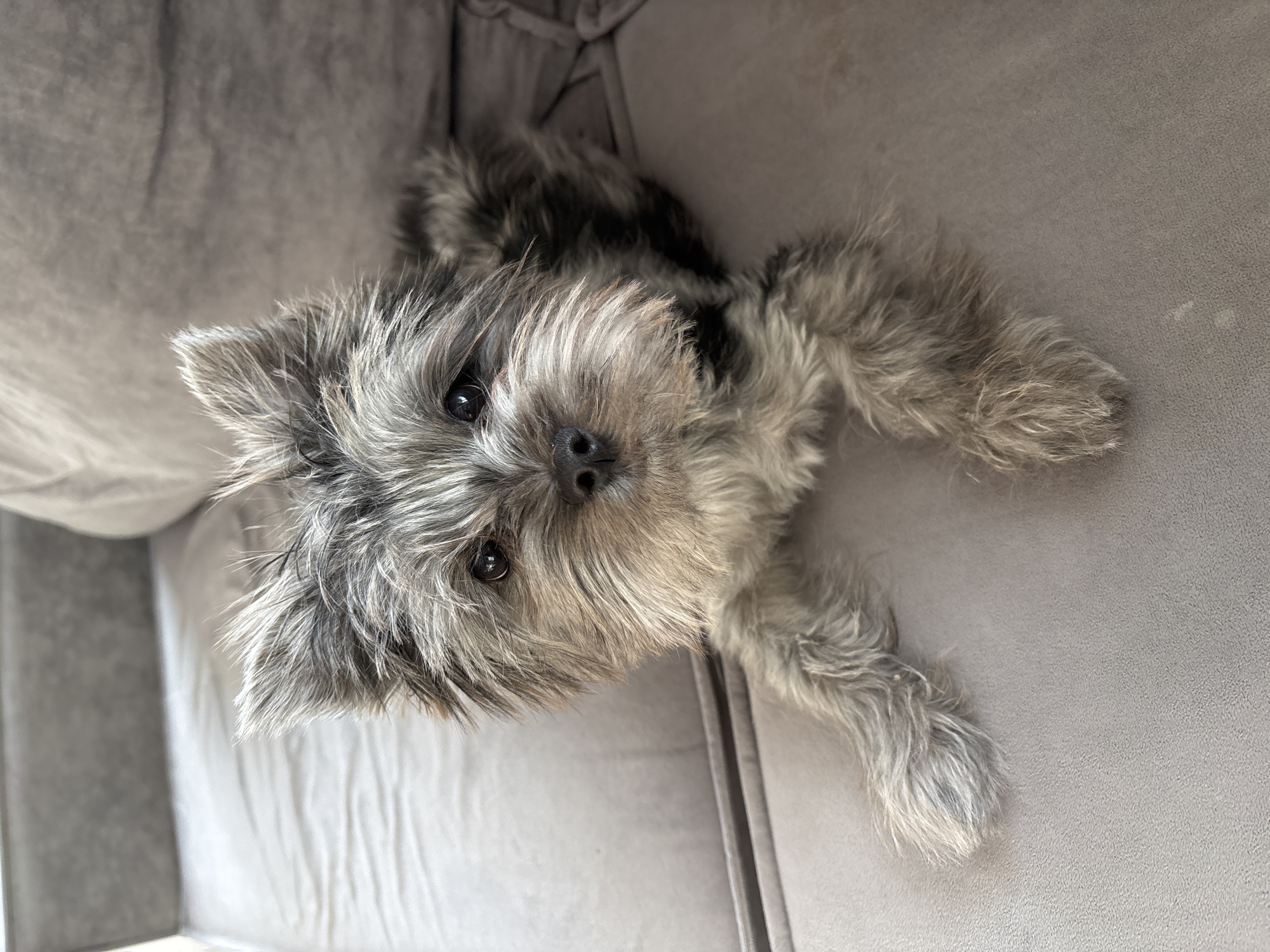 A small, wire-haired dog, likely a Yorkshire Terrier or a similar mix, is depicted lying on a light grey upholstered sofa in Chaikovsky, Russia. The dog's fur displays a mottled pattern of grey, black, and tan/white, with a shaggy texture, particularly prominent on its face and ears. Its dark, reflective eyes are fixed on the viewer, and its small, black nose is visible at the center of its muzzle. The dog's front paws, also covered in shaggy fur, are extended forward on the sofa's surface. The background consists of the sofa's backrest and a partially visible lighter grey cushion, suggesting an indoor setting.
