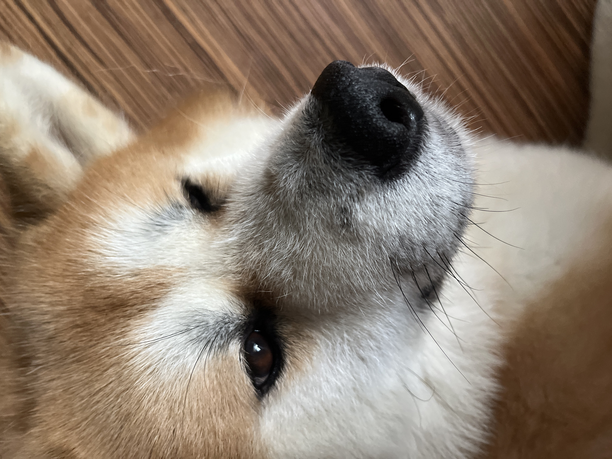 A close-up, high-angle portrait of a domestic dog, consistent with a Shiba Inu or Akita breed, observed resting indoors on a wooden surface in Minsk, Belarus. The dog's head is angled, displaying reddish-brown fur on the upper head and ears, transitioning to white and cream fur on its cheeks and lower muzzle. A section of grey fur surrounds the prominent, moist, black nose. The visible dark brown eye contains a distinct light reflection. Multiple dark whiskers are present on the muzzle. The background is composed of a dark brown wooden floor exhibiting linear grain patterns.