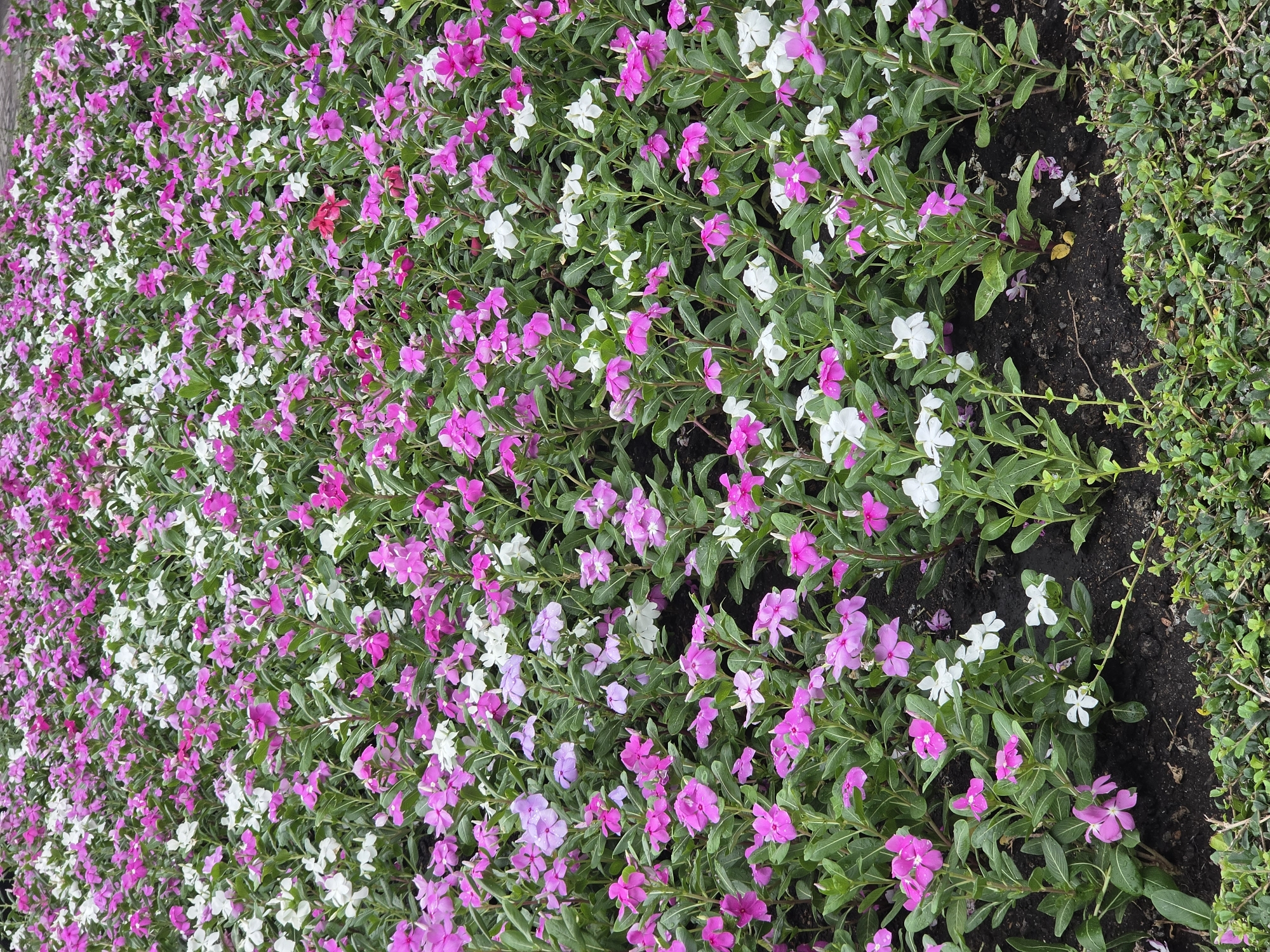A horizontal photograph displays a ground-level view of a dense bed of flowering plants, transitioning from predominantly white blooms on the left to pink and lavender hues towards the right. Interspersed among the flowers are green leaves, covering the ground. On the right edge of the flower bed, there is a thin strip of dark soil separating the flowers from a border of dense, dark green foliage of low shrubs. The setting is believed to be in Bangkok, Thailand.