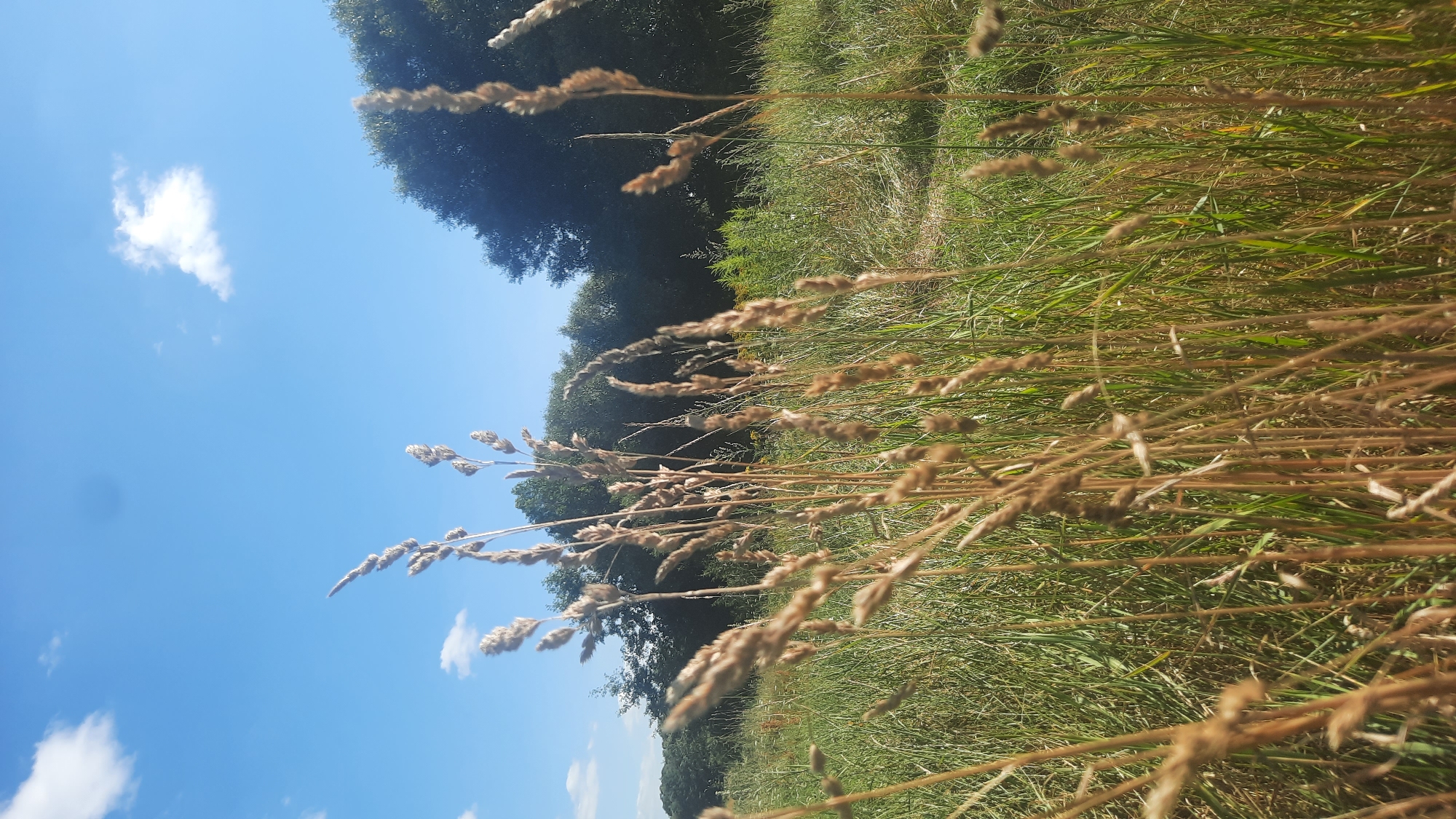 The image captures a close-up view of tall, dry grass stalks in the foreground, some of which have seed heads. Behind the grass, a meadow stretches out, filled with various green grasses and some taller, yellow-flowered plants. A dense line of dark green trees forms the background, with a clear blue sky dotted with a few white clouds above. There are no people or animals visible in the scene. The image appears to be taken outdoors in a natural, uncultivated area. The specific location in the city of Шклоў, Belarus cannot be determined from the visual information alone.