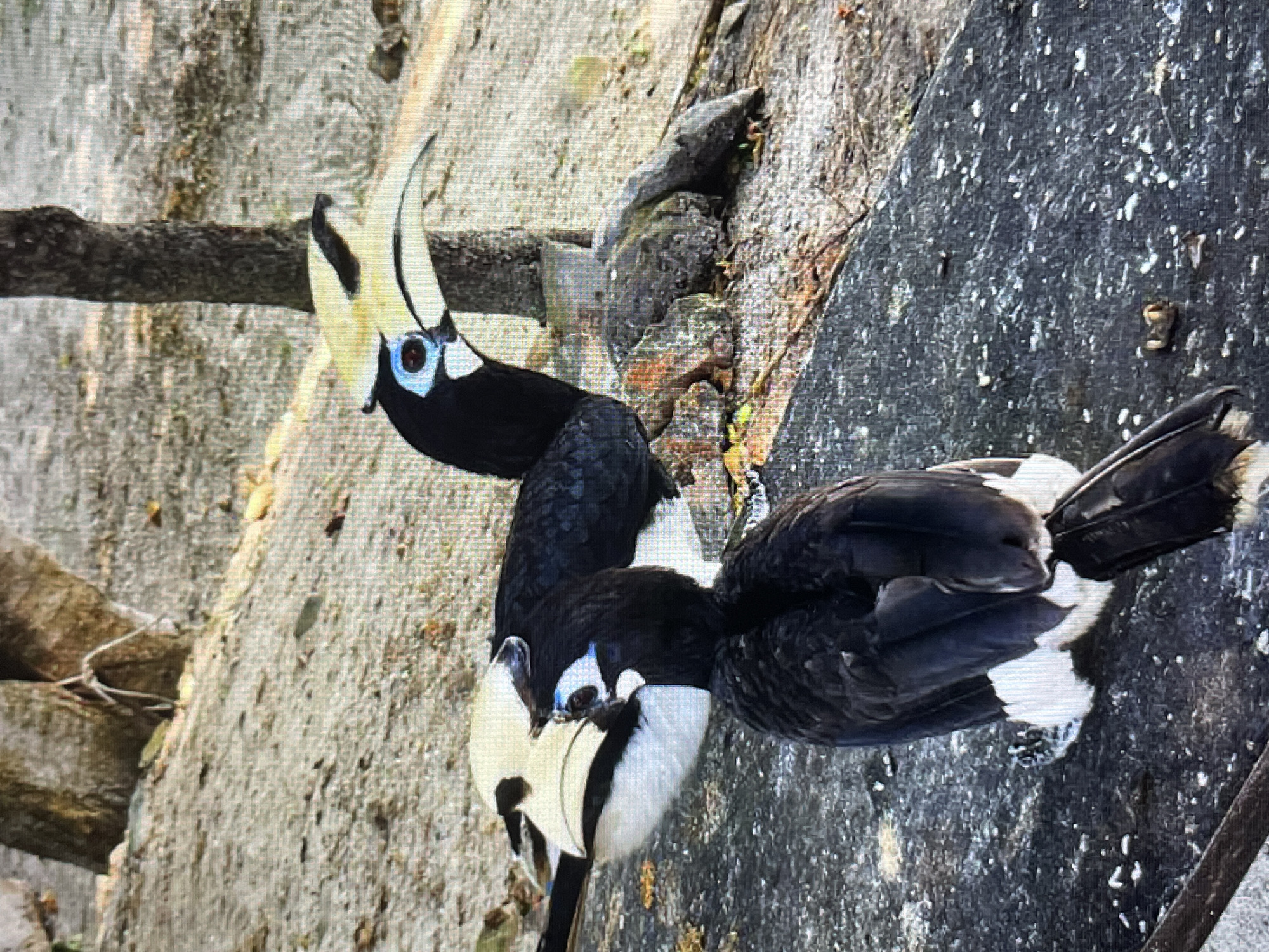 Two Oriental Pied Hornbills are perched on a rough, dark surface. The hornbill in the foreground is facing to the left, with its back to the viewer. It has black plumage with white markings on its belly and undertail coverts. The hornbill in the background is facing to the right, and a portion of its body is obscured by the hornbill in the foreground. It has a black head and body with a white neck and a large, pale yellow casque on its upper beak. Both birds have blue skin around their eyes and prominent black beaks. The ground beneath them is a mix of dirt, rocks, and dried leaves. In the background, there are two tree trunks and more of the rough, sandy terrain.