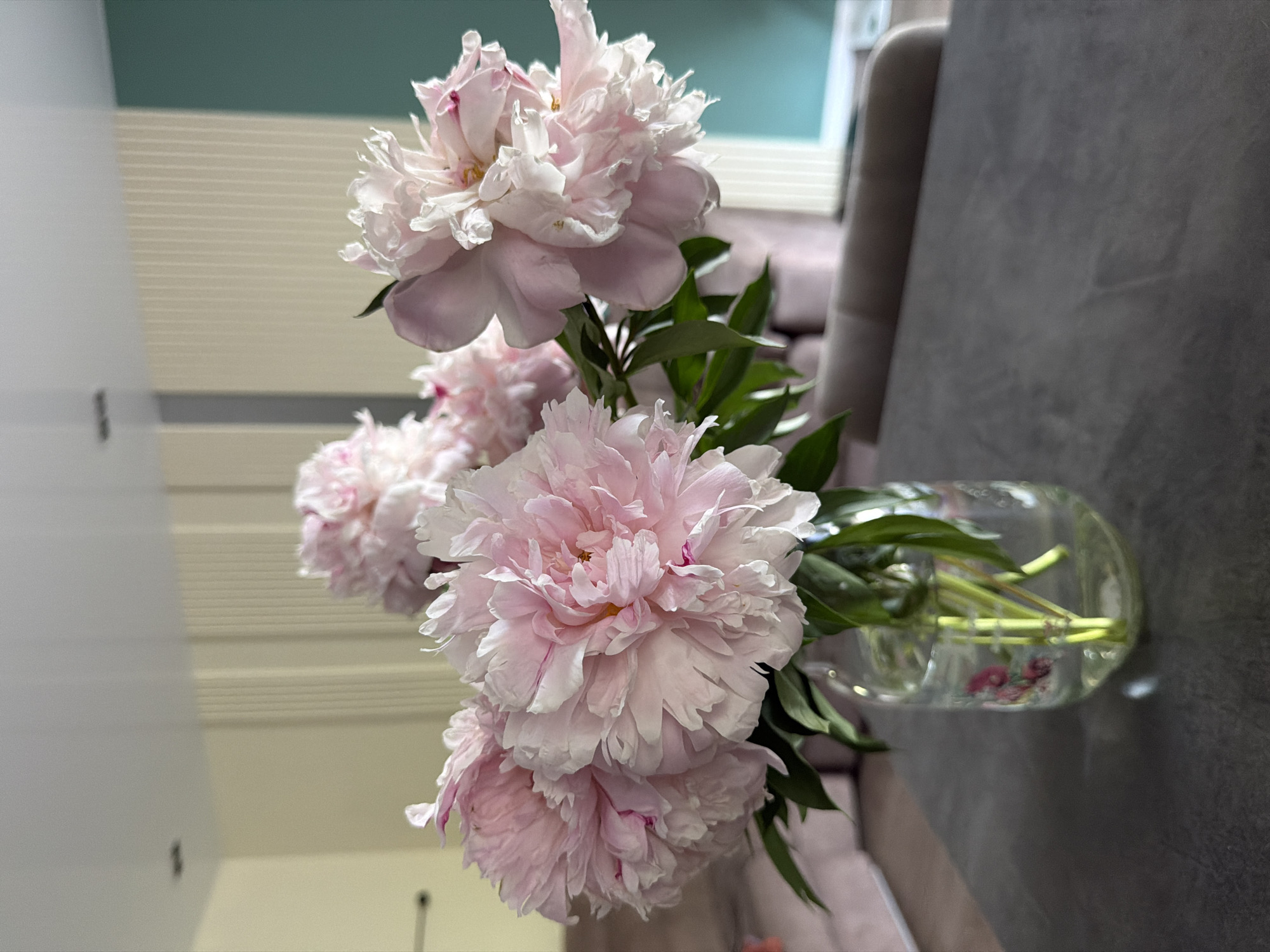 A close-up, eye-level, medium shot captures a bouquet of pale pink peonies in a clear glass vase on a dark gray, textured table. The vase, positioned to the left of the frame, contains water and green stems. Behind the vase, the blurred background shows a hint of a light-colored wall with vertical paneling and a teal-colored vertical stripe. Further in the background, a light pink sofa is partially visible. The lighting appears to be natural, coming from the right side of the frame, creating soft shadows. The image is devoid of human presence and any discernible city of Birobidzhan, Russia specific details.