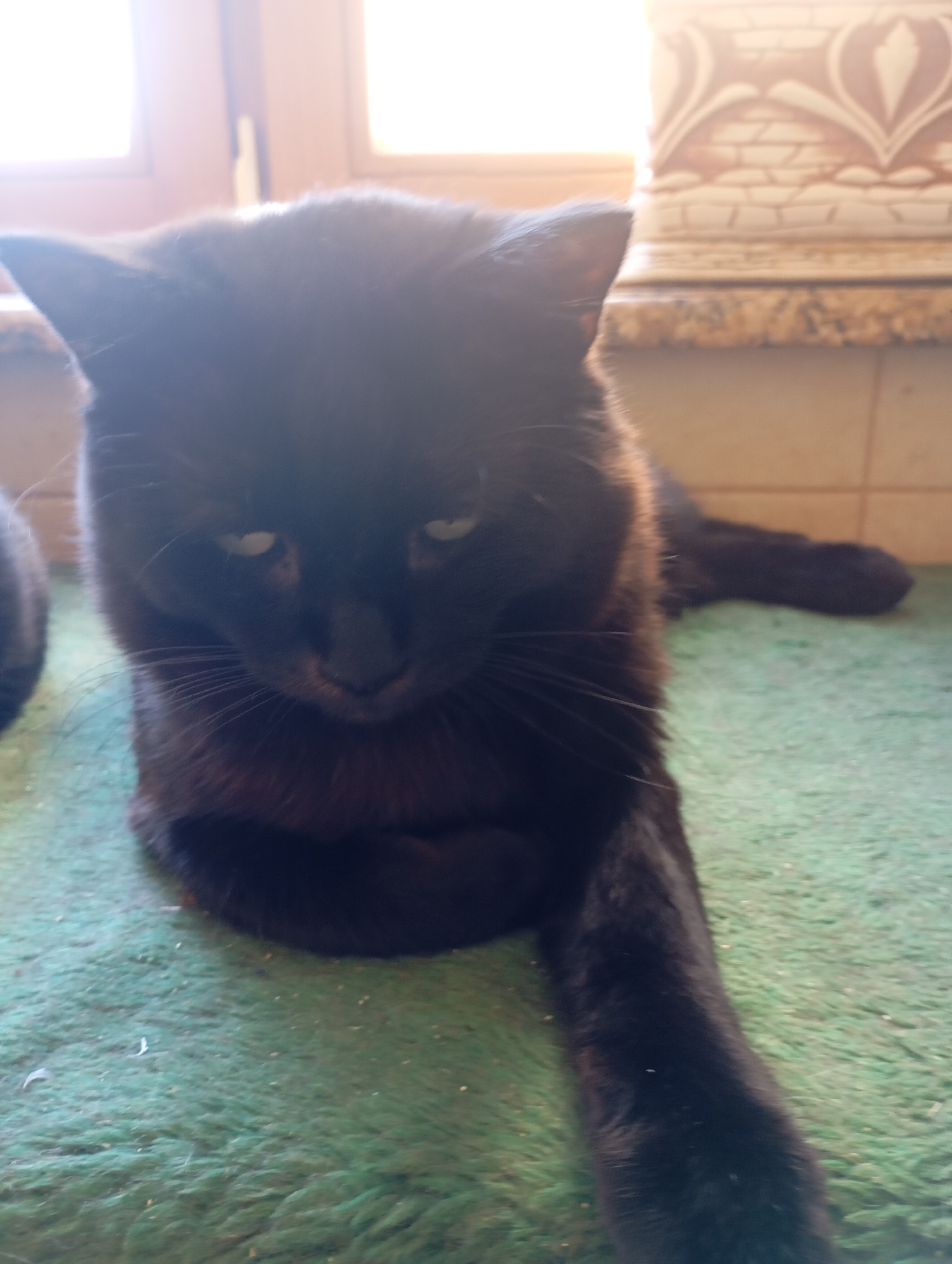 A black cat is lying on a green carpet in front of a window. The cat is facing forward with its eyes open and looking down. The background shows a window with sunlight streaming through it and a patterned wall. The image appears to have been taken indoors, likely in a residential setting. There is no information available regarding the specific location in Kharkiv, Ukraine.