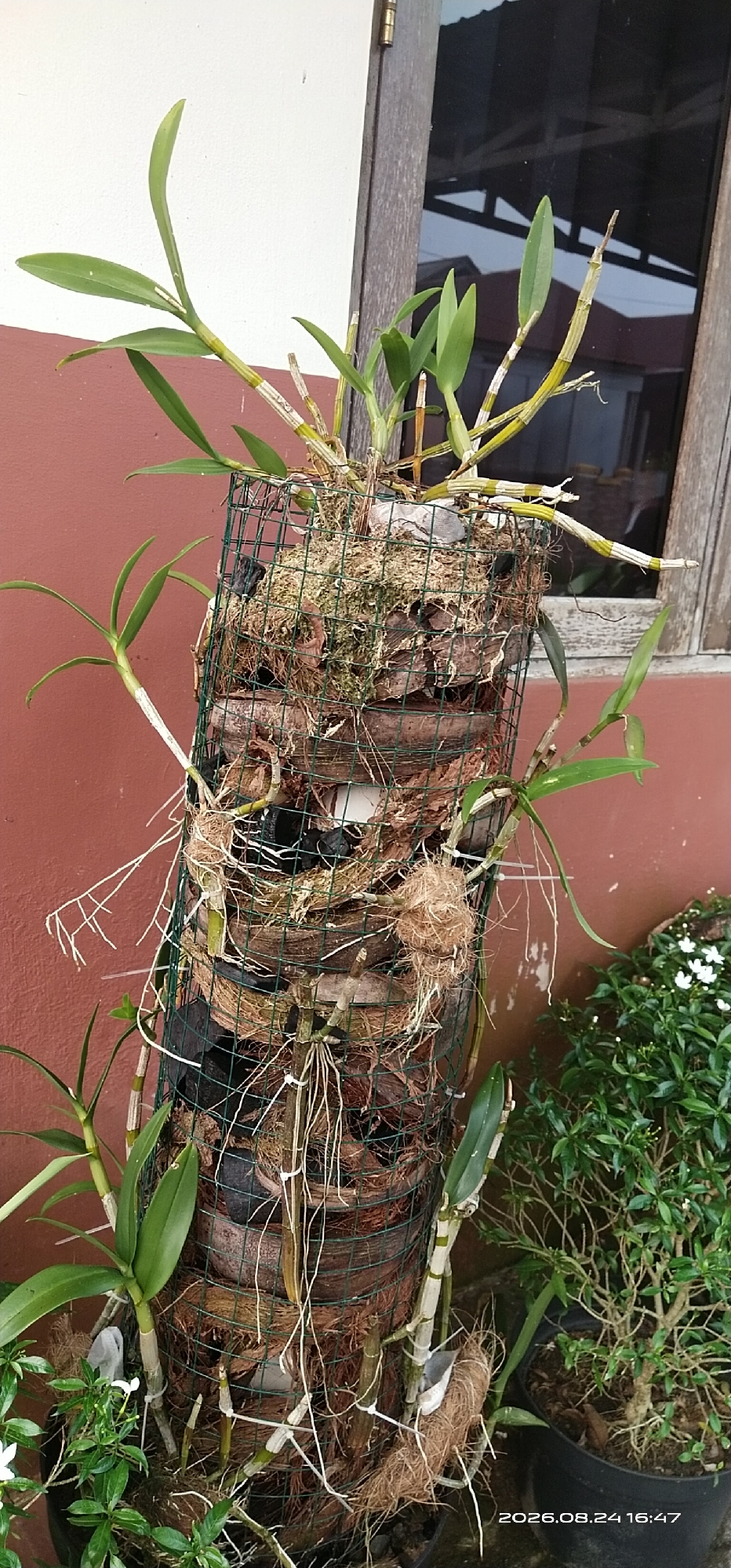 An outdoor medium shot captures a vertical, cylindrical orchid planter constructed from wire mesh and filled with coconut coir and other organic materials. The planter is wrapped in what appears to be a coir liner, creating layers for the orchids to grow. Several orchid plants with green leaves and pseudobulbs are attached to the planter, with some showing aerial roots. The planter is positioned against a reddish-brown wall, adjacent to a wooden window frame with reflective glass. To the right of the planter, a smaller potted plant with dense green foliage and white flowers is visible. The scene is likely in a residential or garden setting, possibly in Matabu, Indonesia, given the timestamp on the image, though the specific location is not explicitly depicted. The lighting suggests it is daytime.