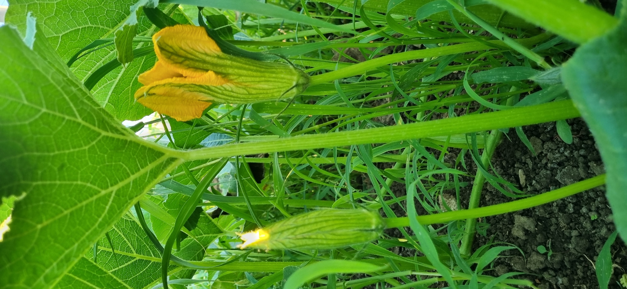 In Blizhnee, Ukraine, a close-up, low-angle shot captures the base of a pumpkin plant, showcasing its budding and blooming flowers amidst lush greenery. A large, vibrant green leaf dominates the upper left portion of the frame, its intricate veins clearly visible. Below it, a closed pumpkin flower bud, with ribbed green sepals, is poised to open, emitting a faint yellow glow from within. To its right, an open pumpkin flower displays bright yellow petals, intricately folded and textured, with green sepals forming a base. The thick, ribbed green stem of the plant is centrally located, anchoring the scene. The environment is dense with various green grasses and other foliage, suggesting a natural, possibly overgrown garden or field. The soil beneath is dark and textured, with small pebbles and debris visible. The lighting suggests it is daytime, possibly early morning or late afternoon, casting a soft light on the plants. There are no people or animals present in the image.
