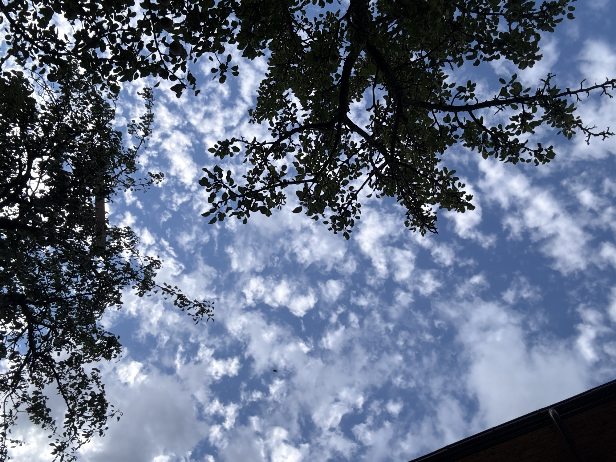 The image depicts a low-angle view of a blue sky with scattered white clouds. Silhouetted against the sky are the branches and leaves of trees, suggesting a natural setting. In the lower left corner, a portion of a wooden structure, possibly a roof or building facade, is visible. The image composition is dominated by the contrast between the dark foliage and the bright sky. The overall scene evokes a feeling of looking up through the canopy of trees on a partly cloudy day. There is no discernible information to place this image in Yurukovo, Bulgaria.