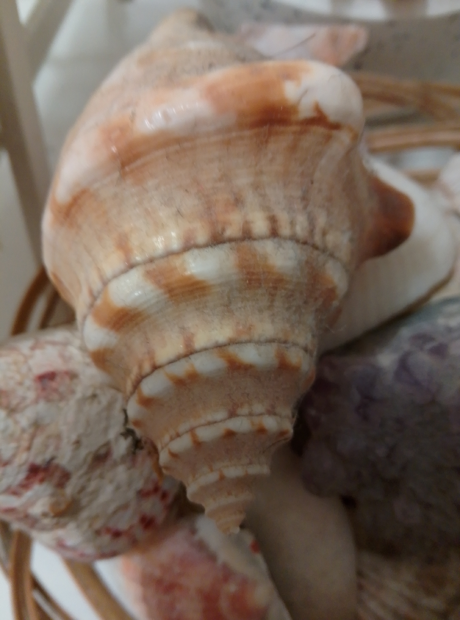 A close-up, slightly blurred shot focuses on a large, tan and white conch shell with distinct spiral ridges. The shell is positioned in the foreground, tilted slightly upwards and to the right. The surface of the shell exhibits a pattern of alternating tan and white bands, with some areas showing a slightly rough texture.
To the left and slightly behind the conch shell, part of another shell is visible. This shell appears to be lighter in color, possibly white with reddish-pink speckles or markings.
In the background, to the right of the conch shell, a portion of a purple-hued shell is partially visible, offering a contrasting color. The background is generally out of focus, suggesting a shallow depth of field. The overall setting appears to be indoors, possibly a display or collection of shells. The image does not provide any information that can be used to determine its location in the city of Wedel, Germany.