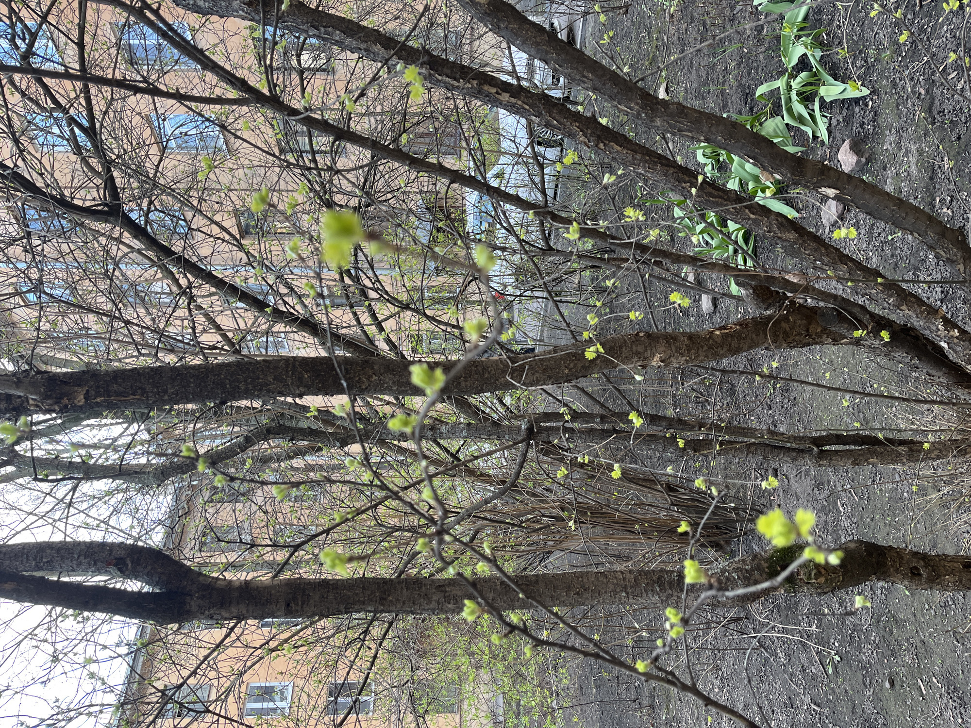 The image captures a scene in an urban environment. In the foreground, tree branches with budding green leaves are prominent, obscuring much of the background. The backdrop reveals a tall, light-brown or beige building with multiple windows, hinting at an apartment complex or office building. The ground appears to be soil or dirt, with some patches of green vegetation visible. The overall setting suggests early spring in a city.